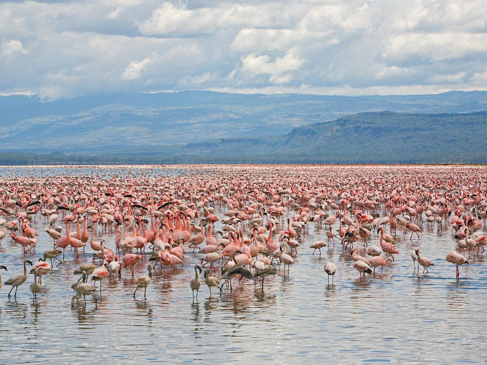 Lake Nakuru Wallpapers