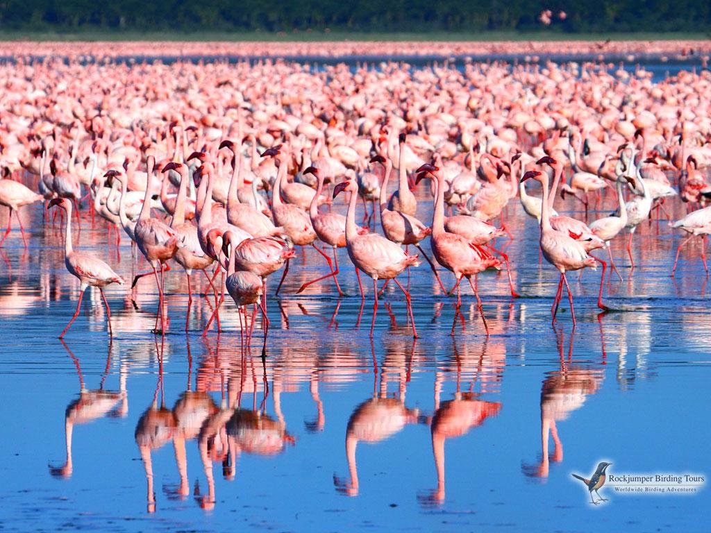 Lake Nakuru Wallpapers