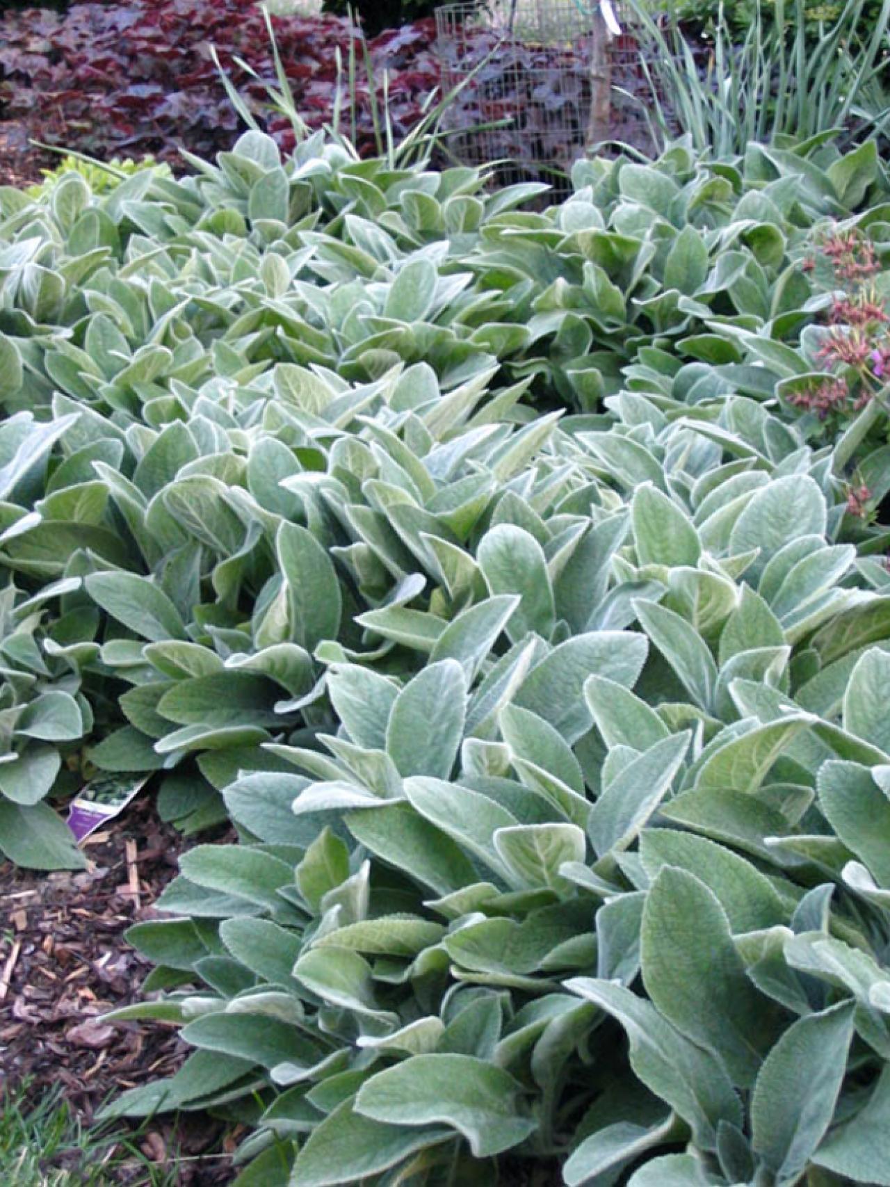 Lamb'S Ear Wallpapers