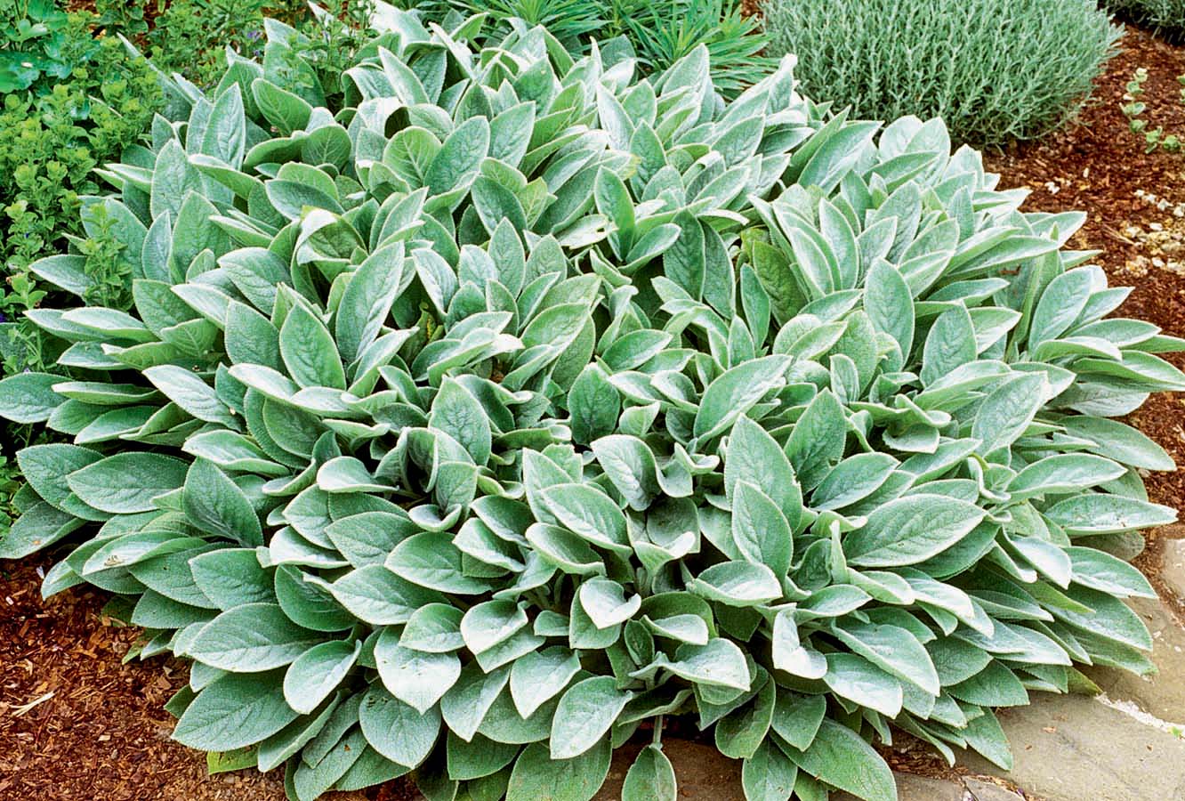 Lamb'S Ear Wallpapers