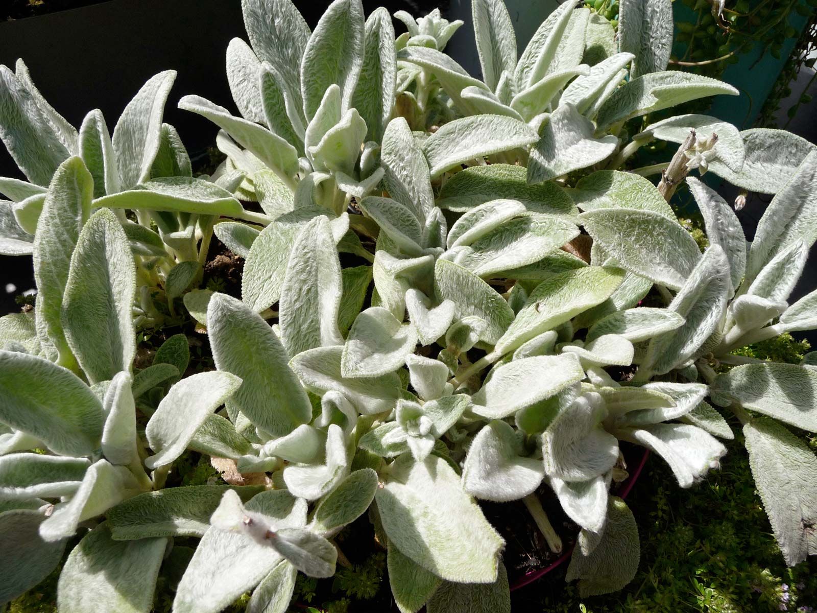 Lamb'S Ear Wallpapers