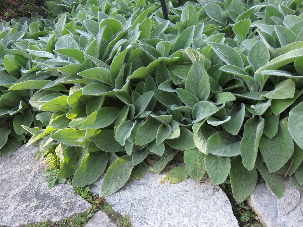 Lamb'S Ear Wallpapers