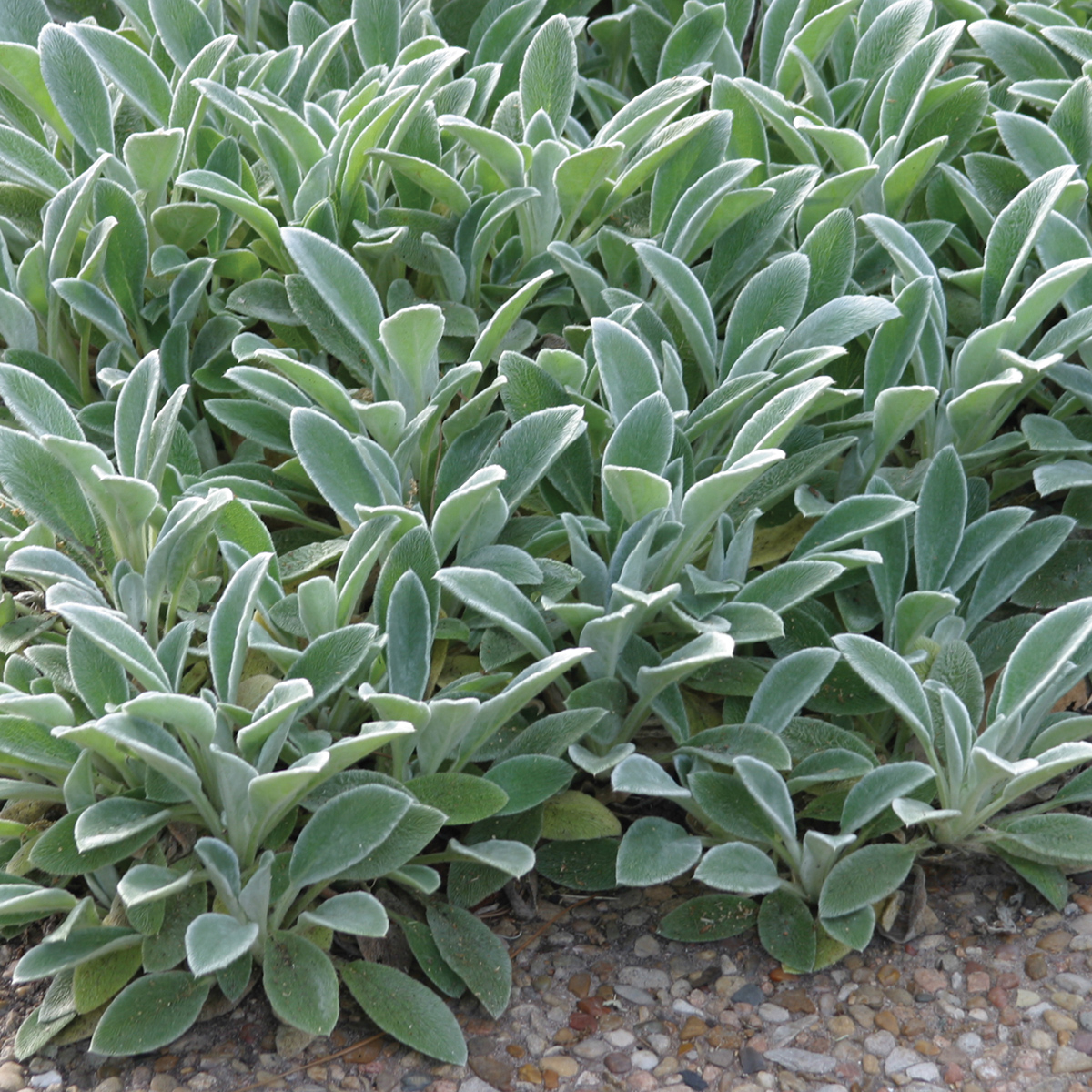 Lamb'S Ear Wallpapers