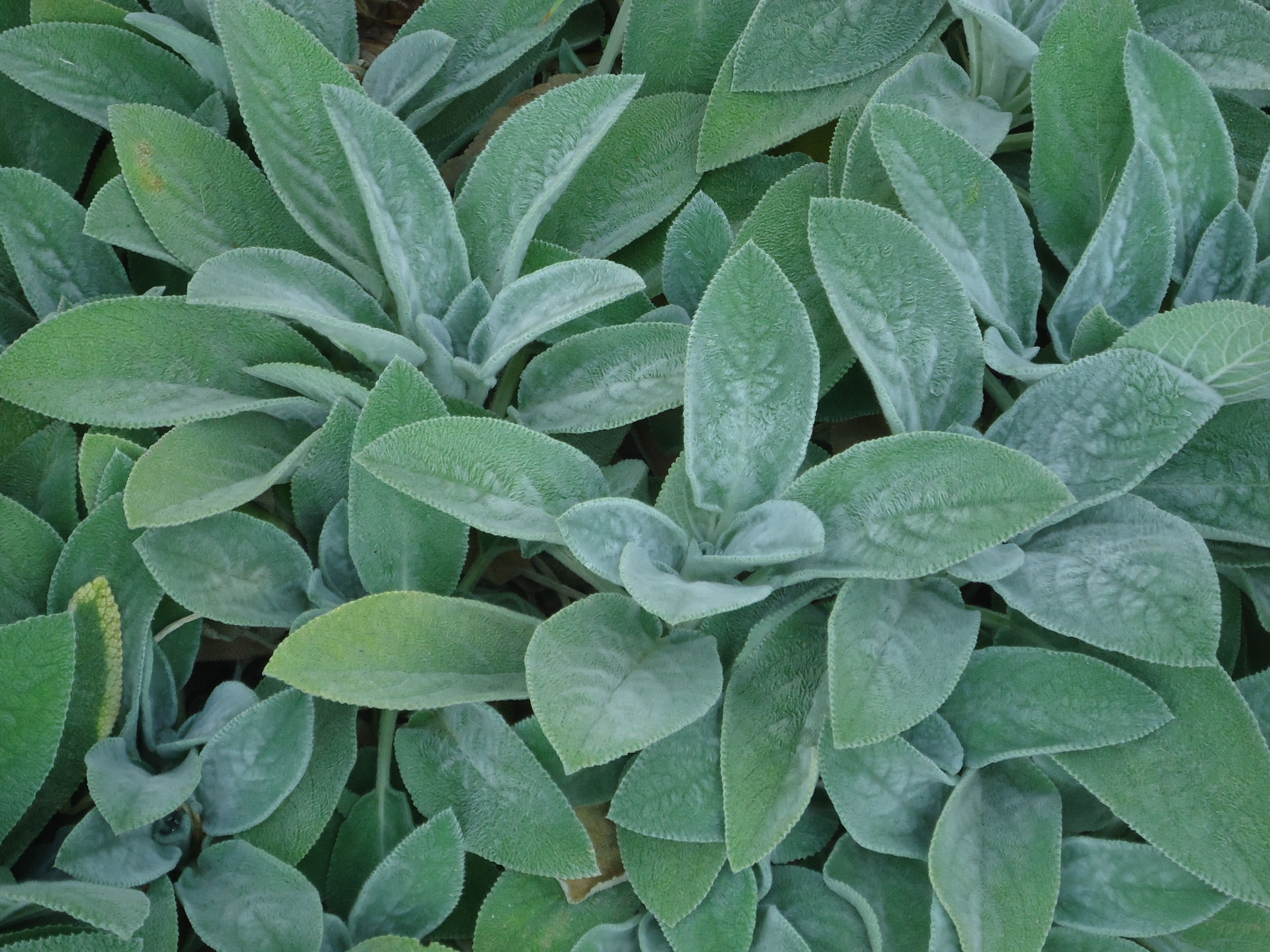 Lamb'S Ear Wallpapers