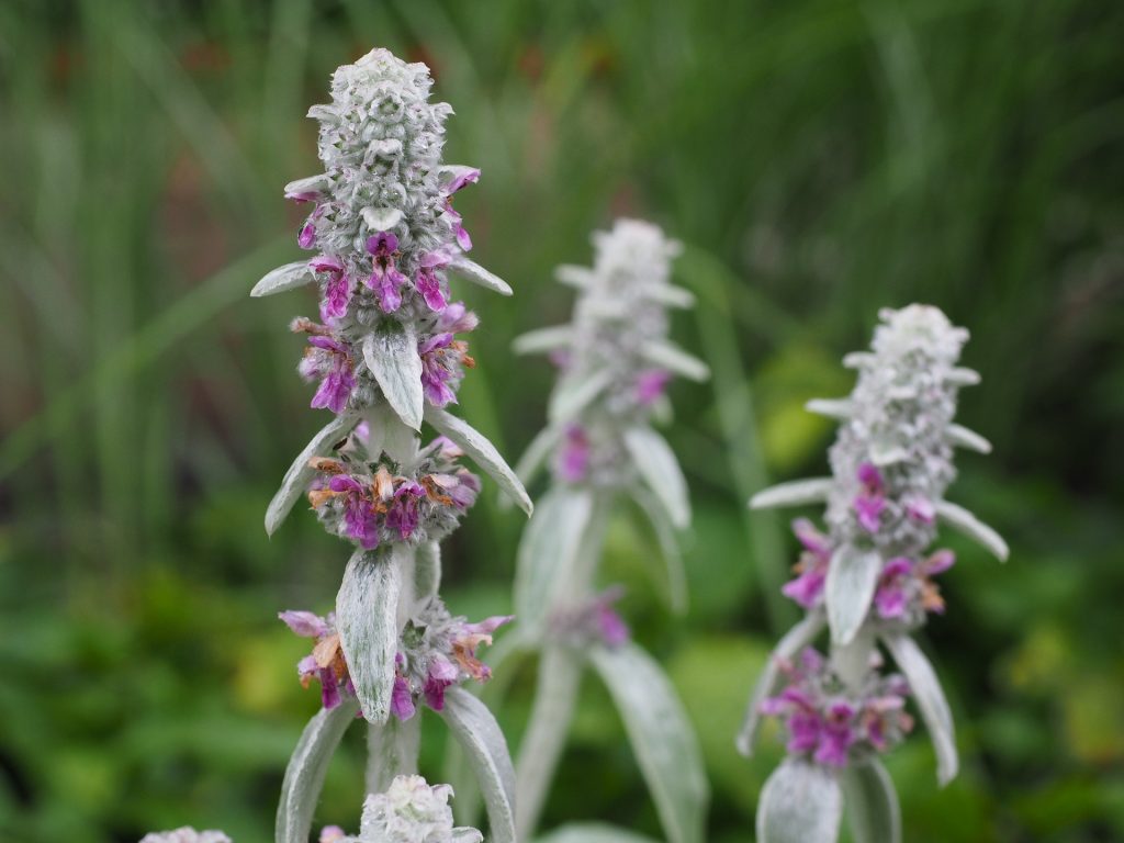 Lamb'S Ear Wallpapers