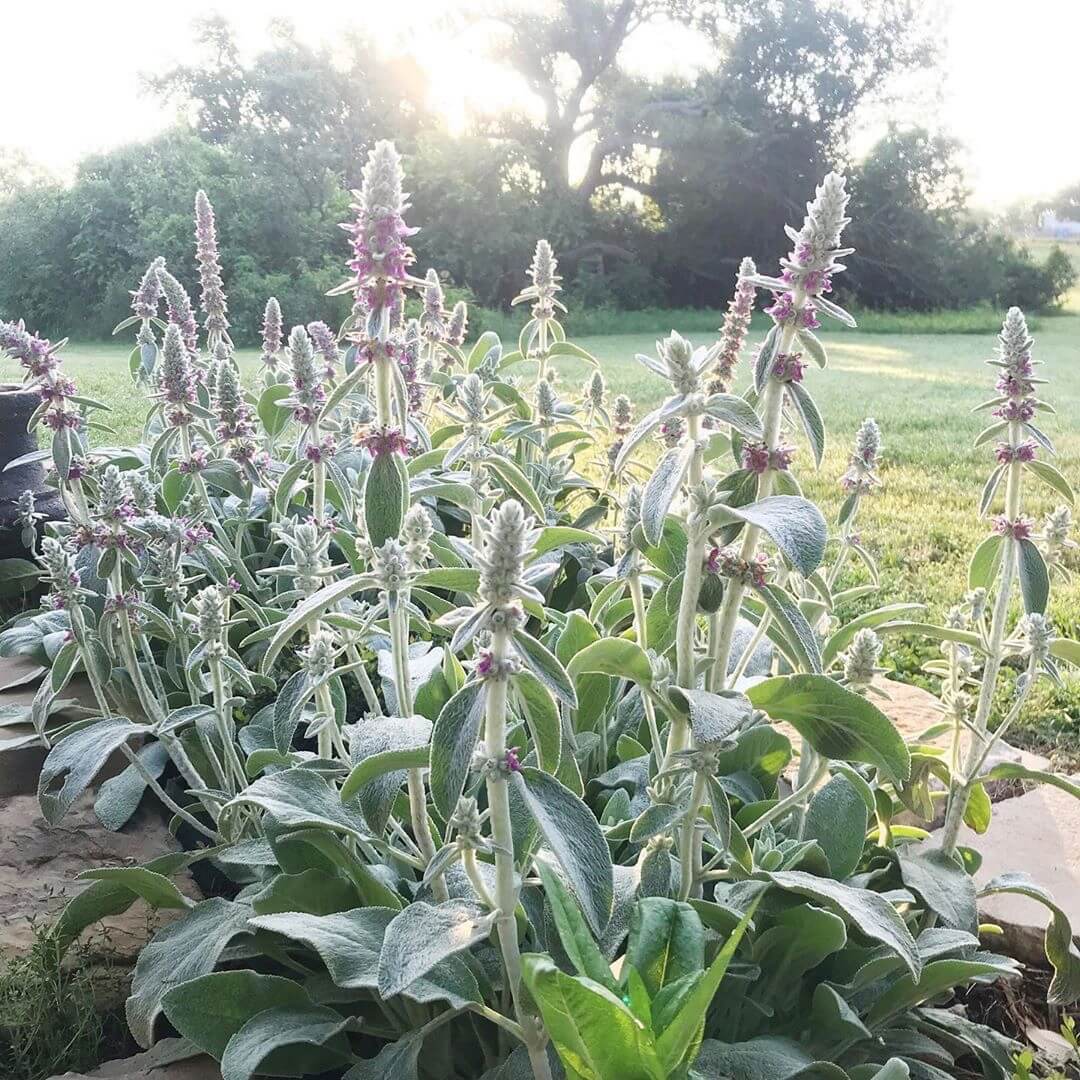 Lamb'S Ear Wallpapers