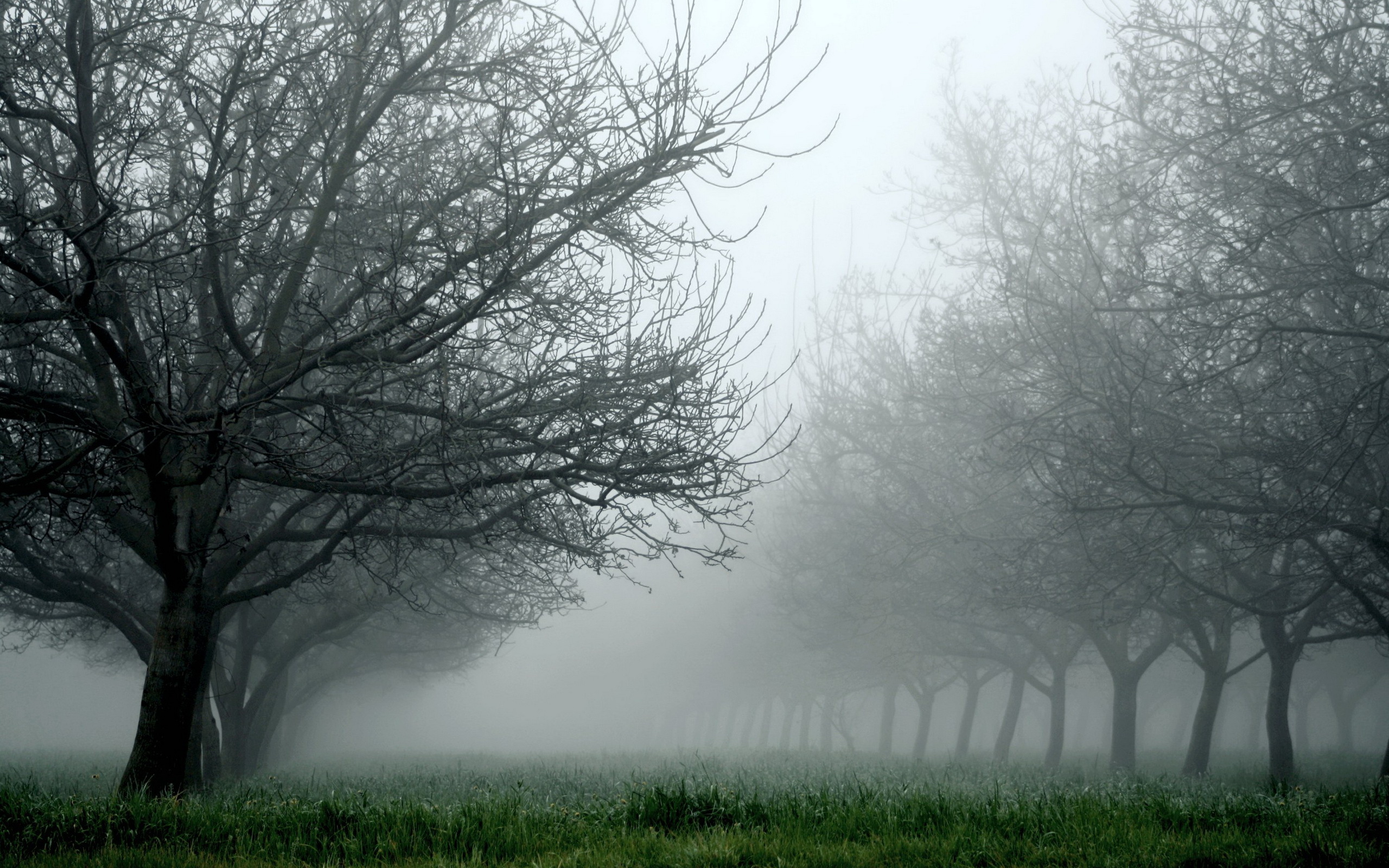 Landscape Fog Nature Wallpapers