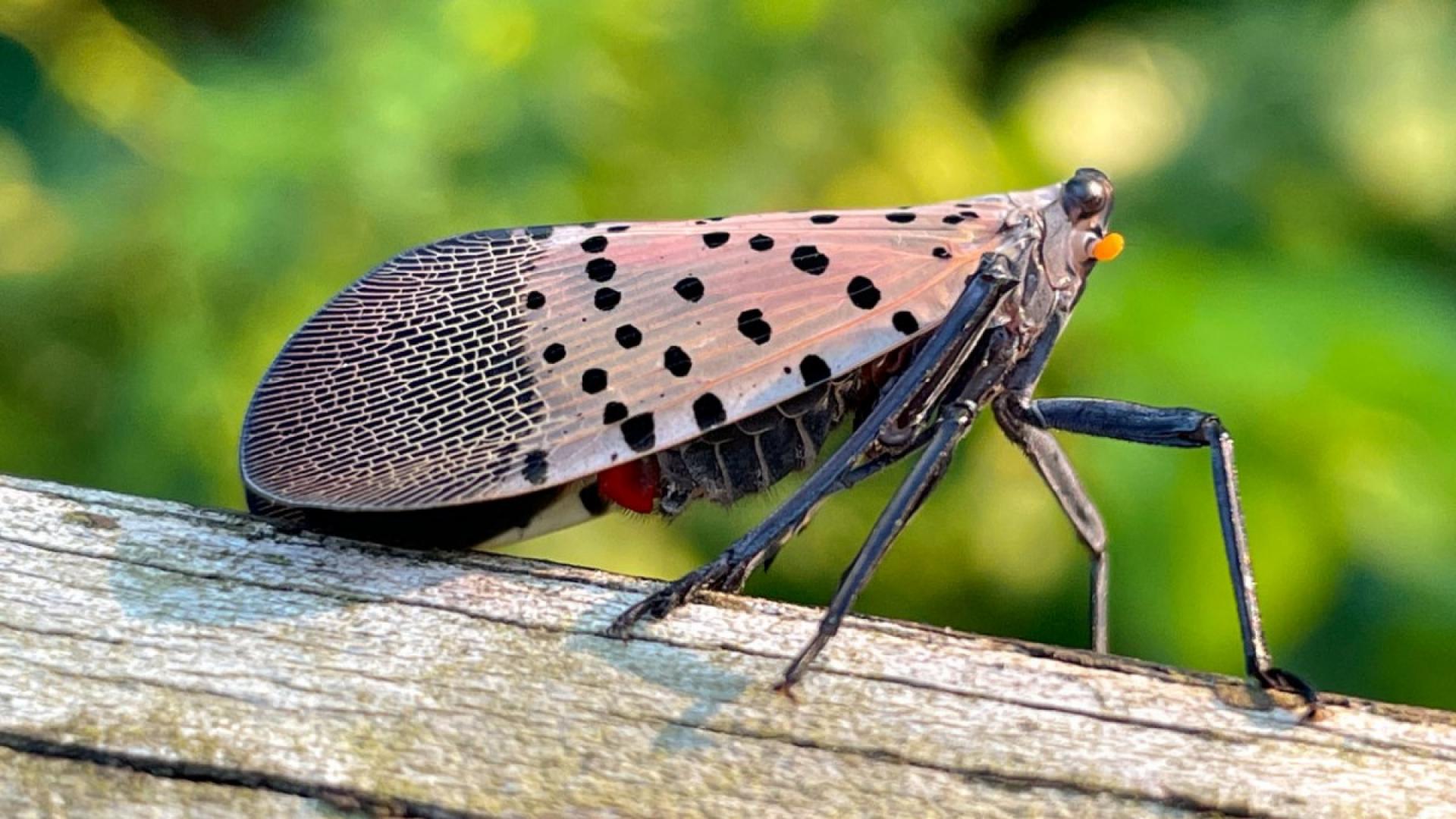 Lantern Fly Wallpapers