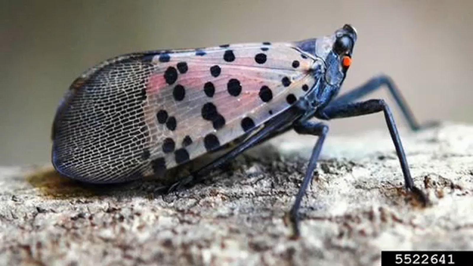 Lantern Fly Wallpapers