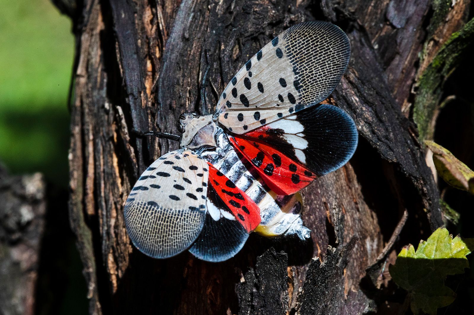 Lantern Fly Wallpapers