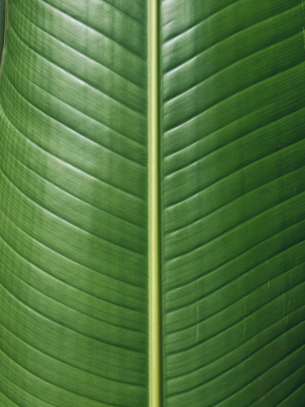 Large Banana Leaf Wallpapers