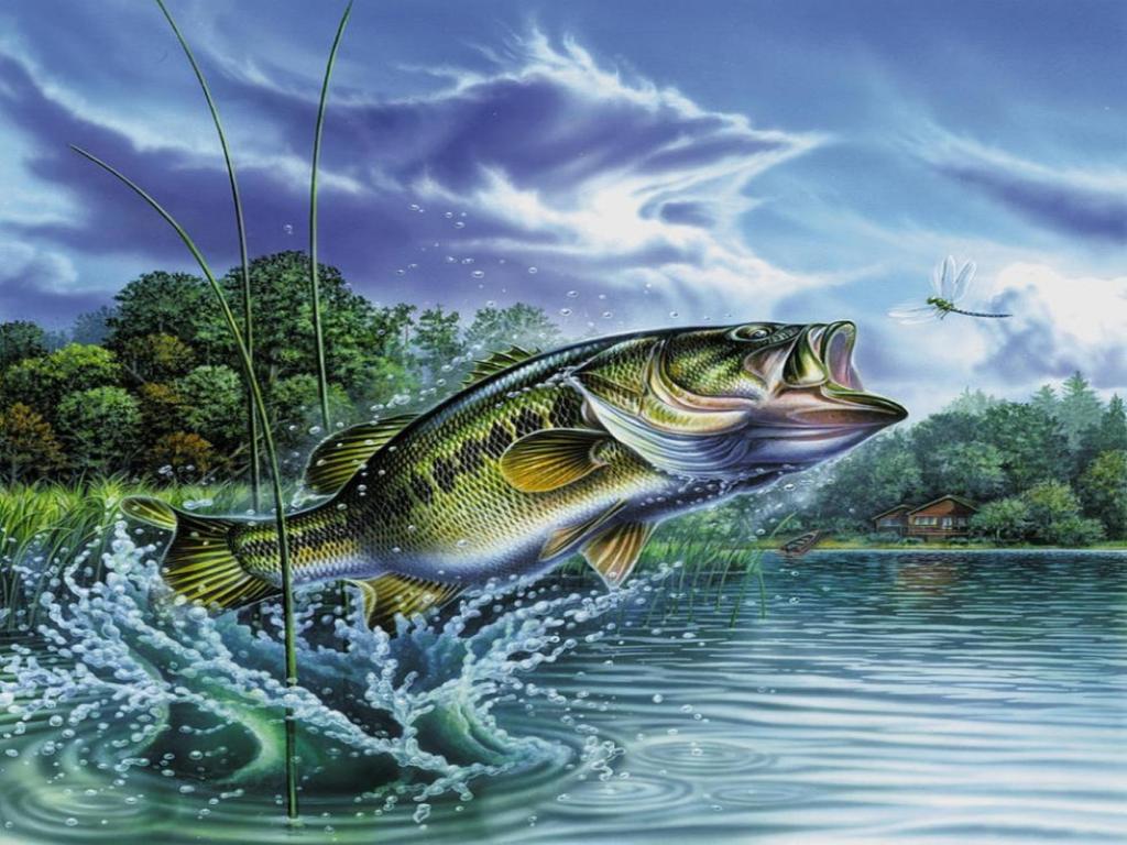 Largemouth Bass Wallpapers