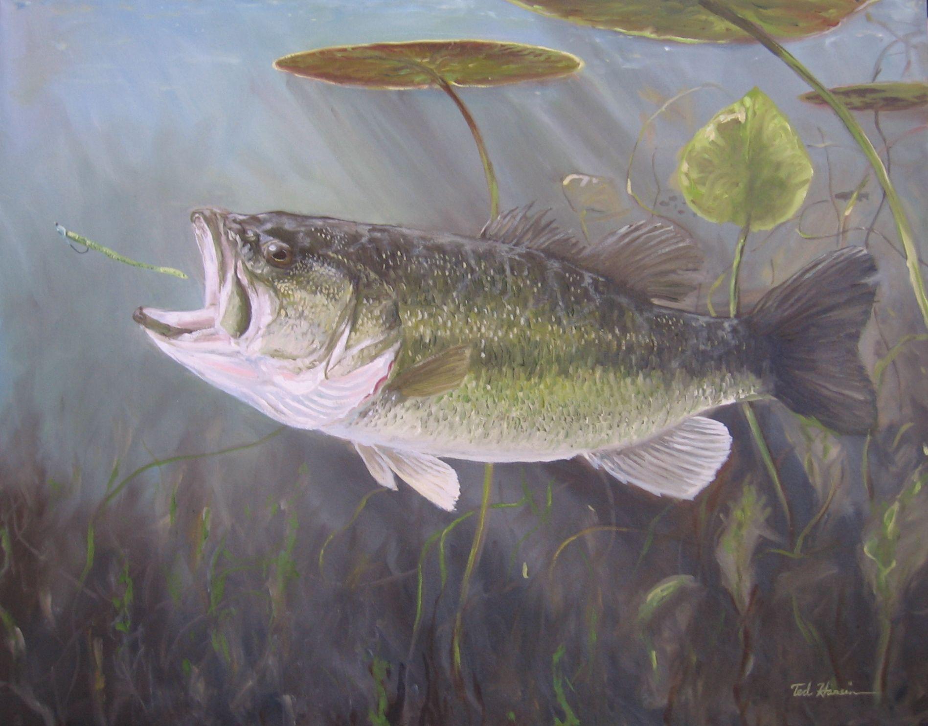 Largemouth Bass Wallpapers