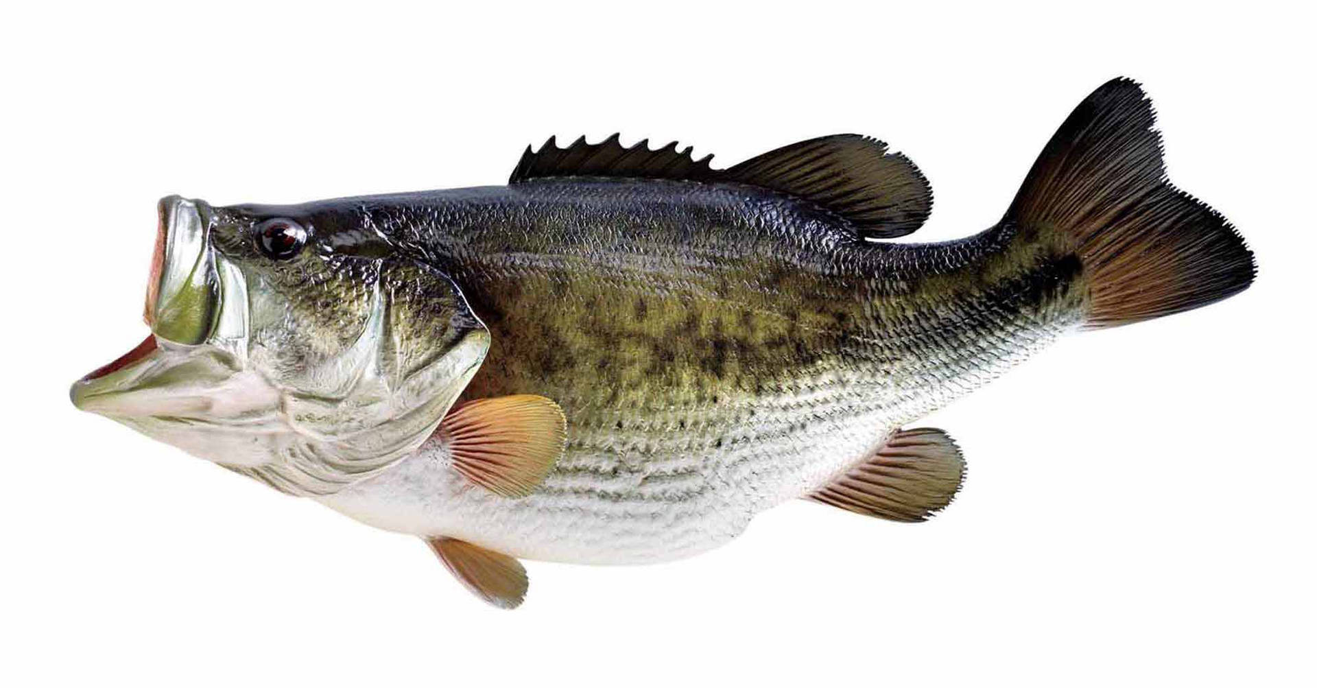 Largemouth Bass Wallpapers