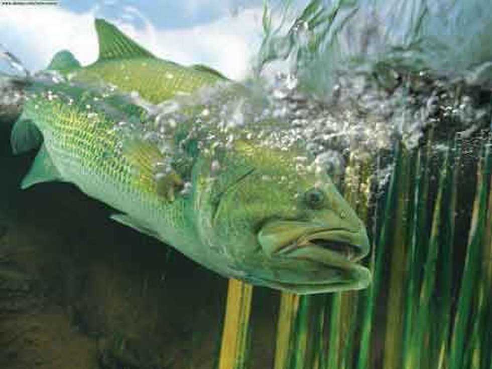 Largemouth Bass Wallpapers