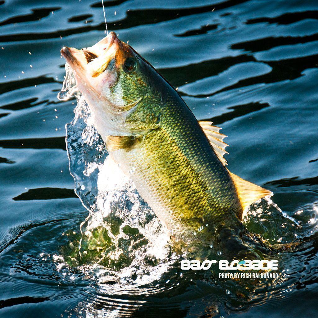 Largemouth Bass Wallpapers