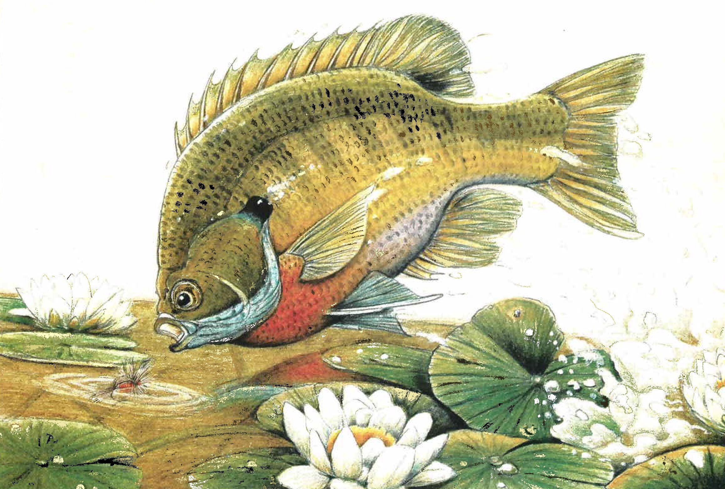 Largemouth Bass Wallpapers