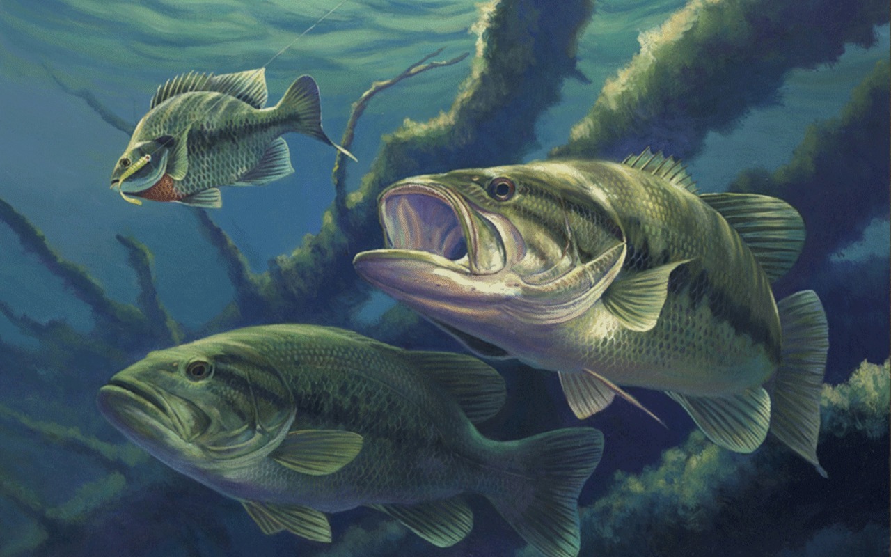 Largemouth Bass Wallpapers