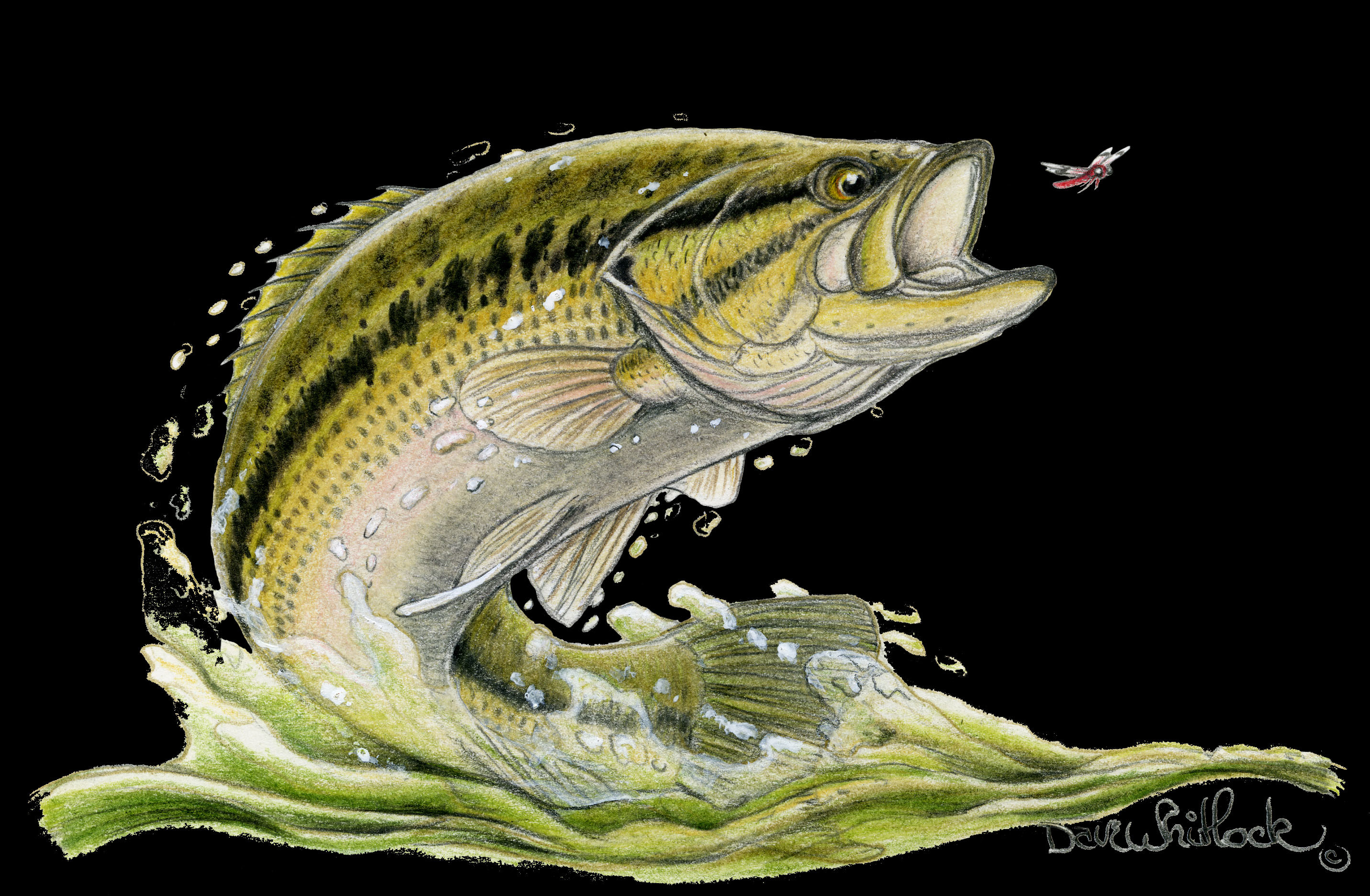 Largemouth Bass Wallpapers