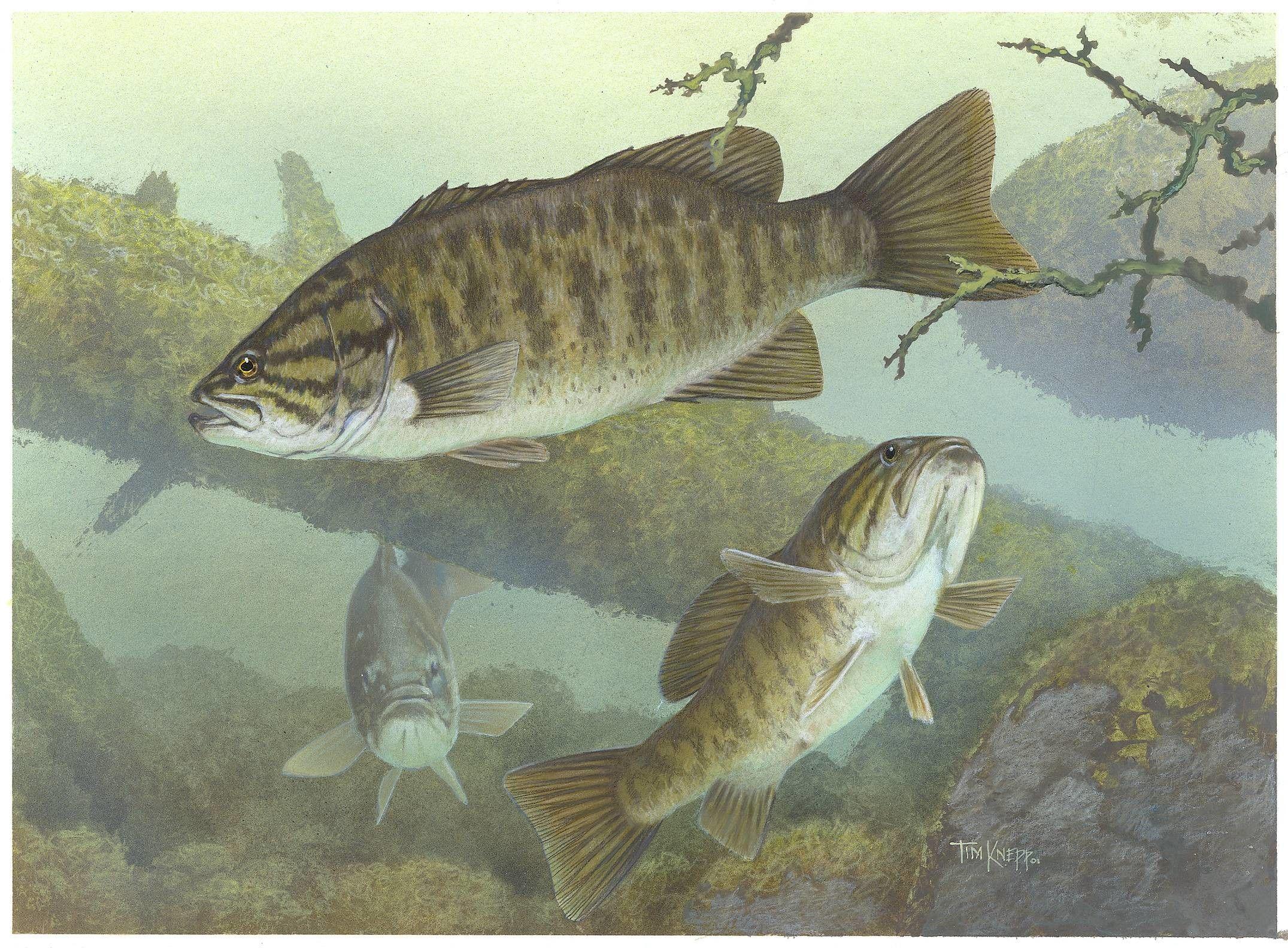 Largemouth Bass Wallpapers