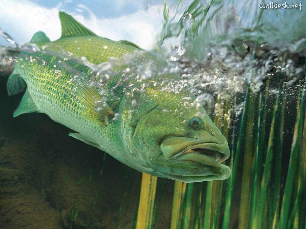 Largemouth Bass Wallpapers