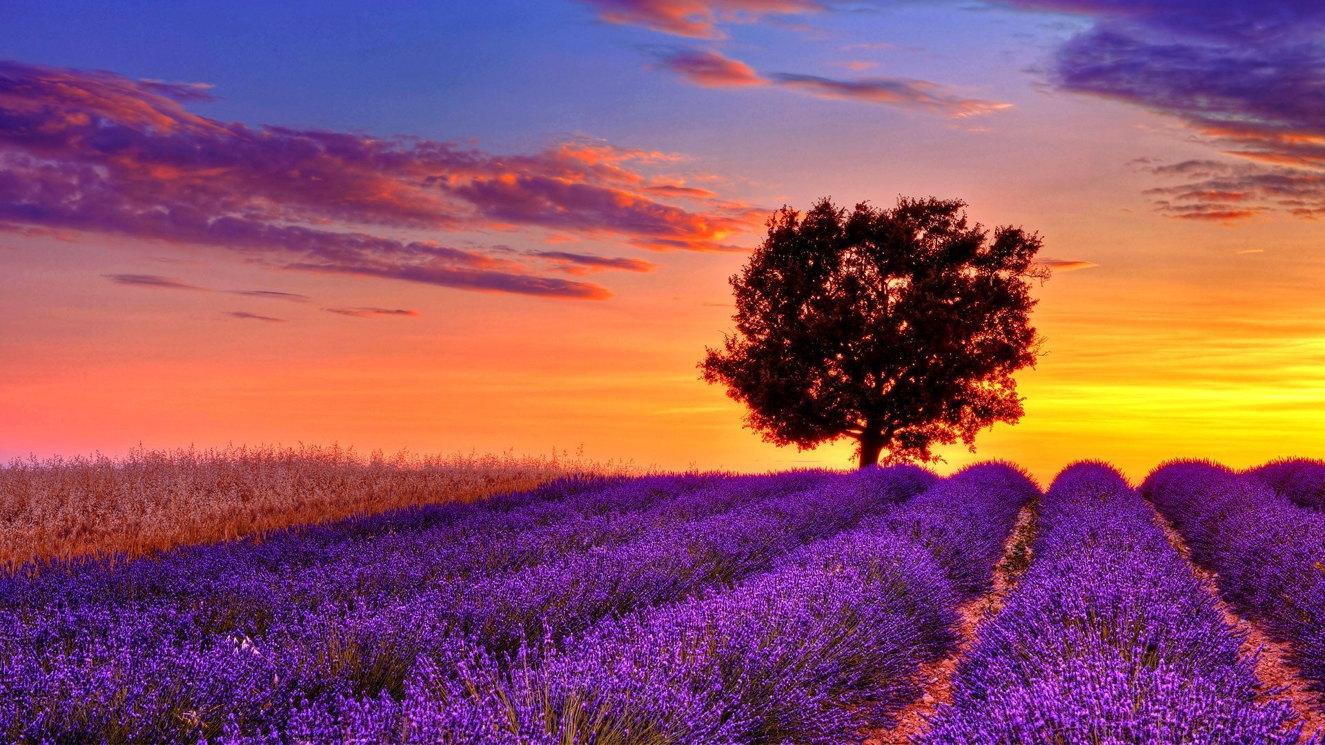 Lavender 4K Amazing Field Wallpapers