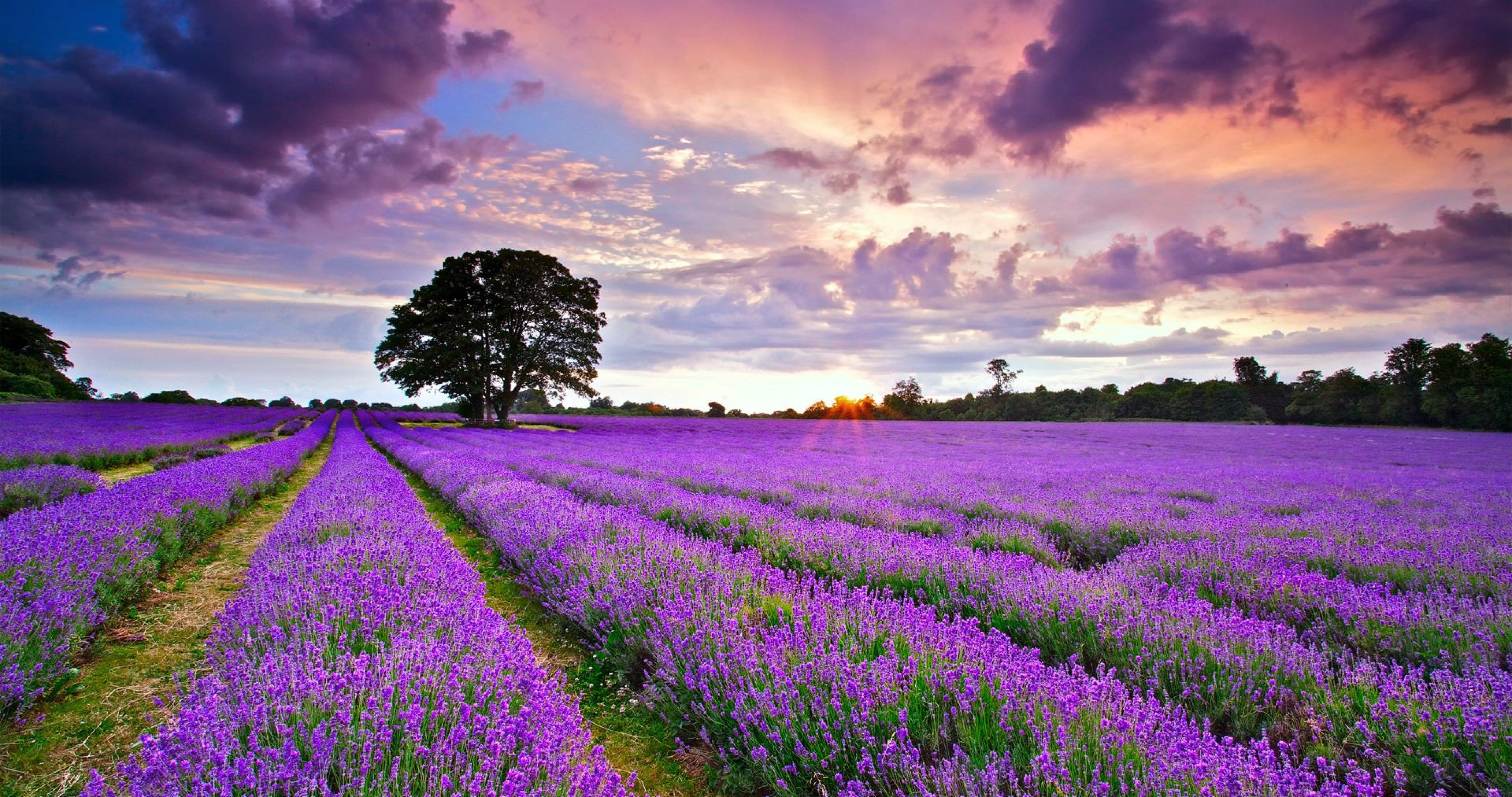 Lavender 4K Amazing Field Wallpapers