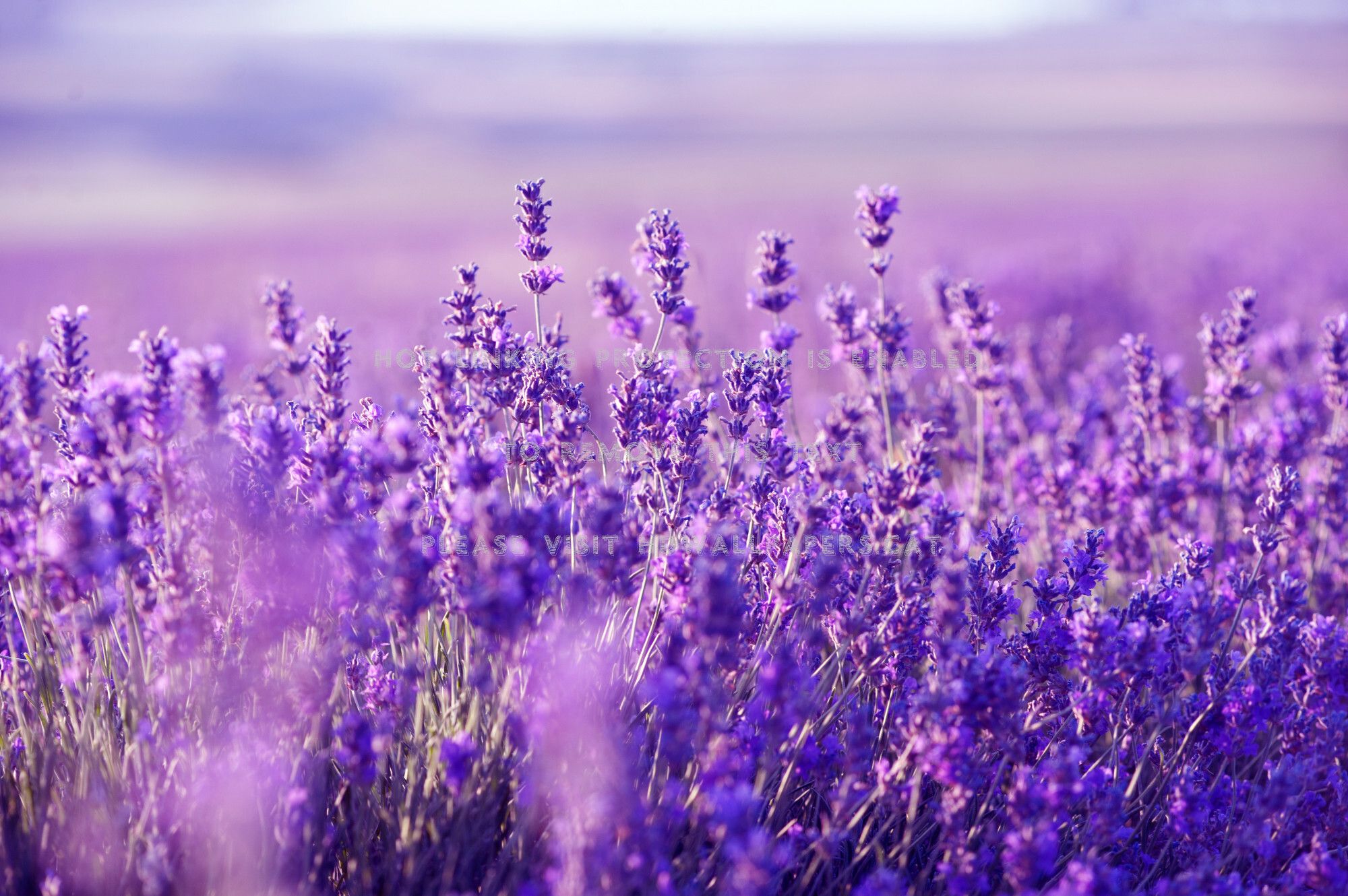 Lavender 4K Amazing Field Wallpapers