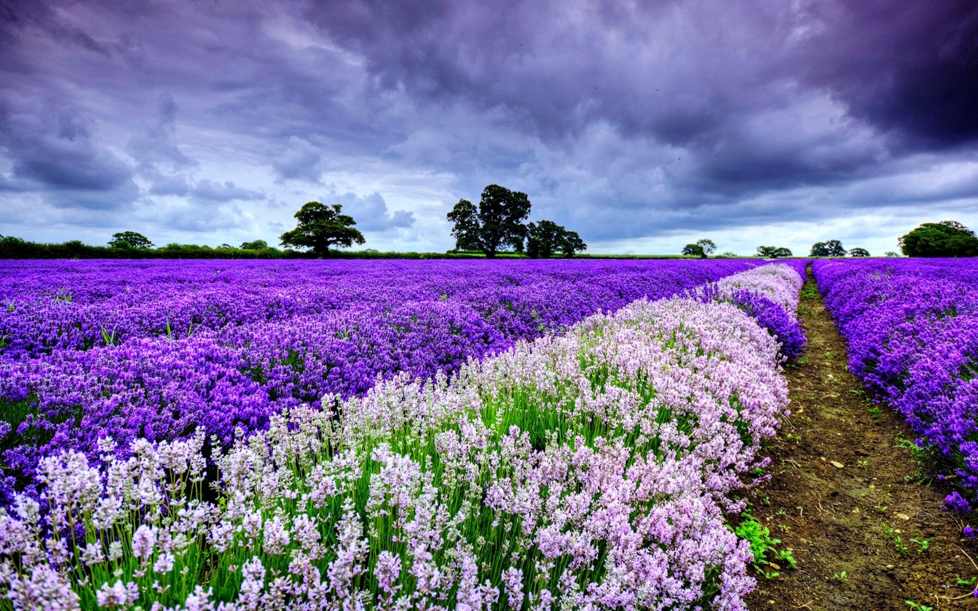 Lavender 4K Amazing Field Wallpapers