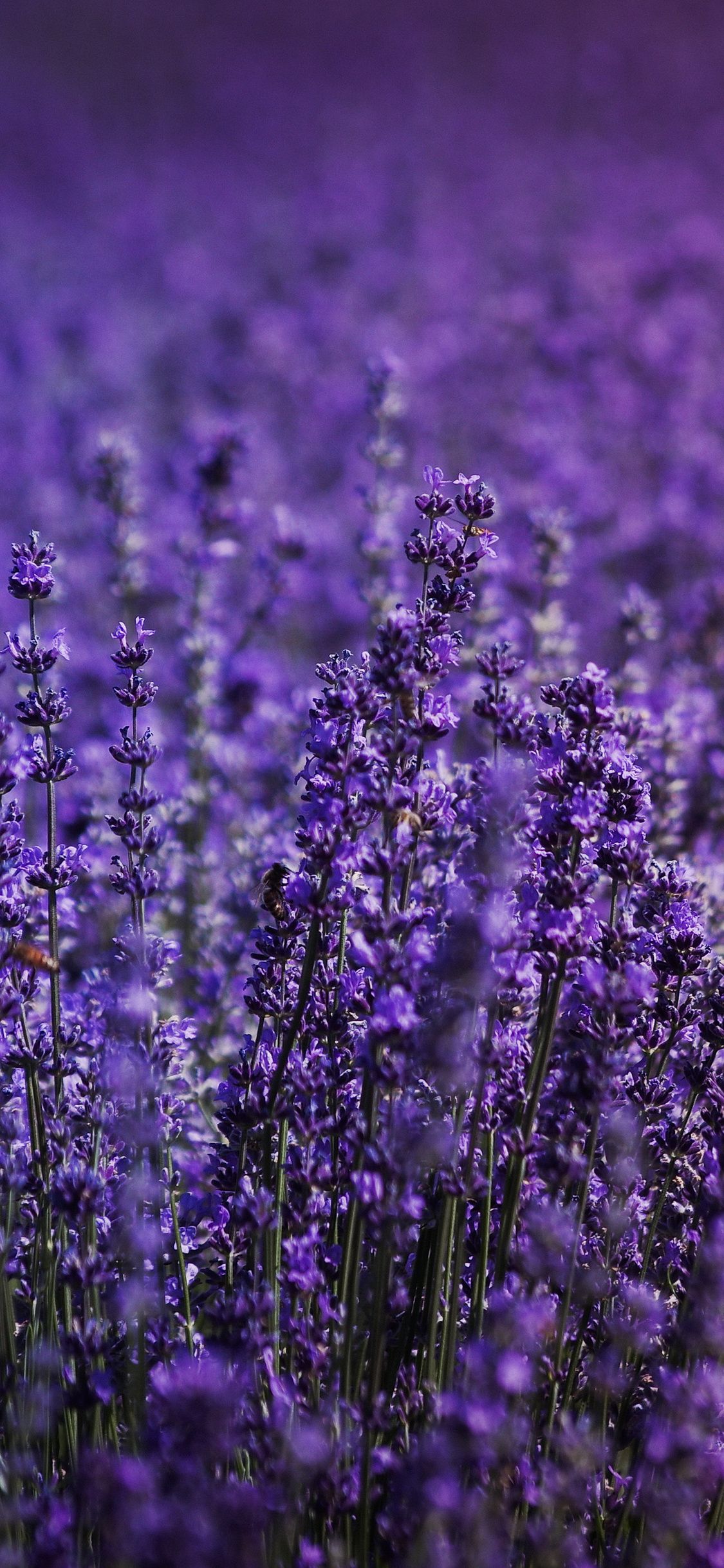 Lavender 4K Amazing Field Wallpapers