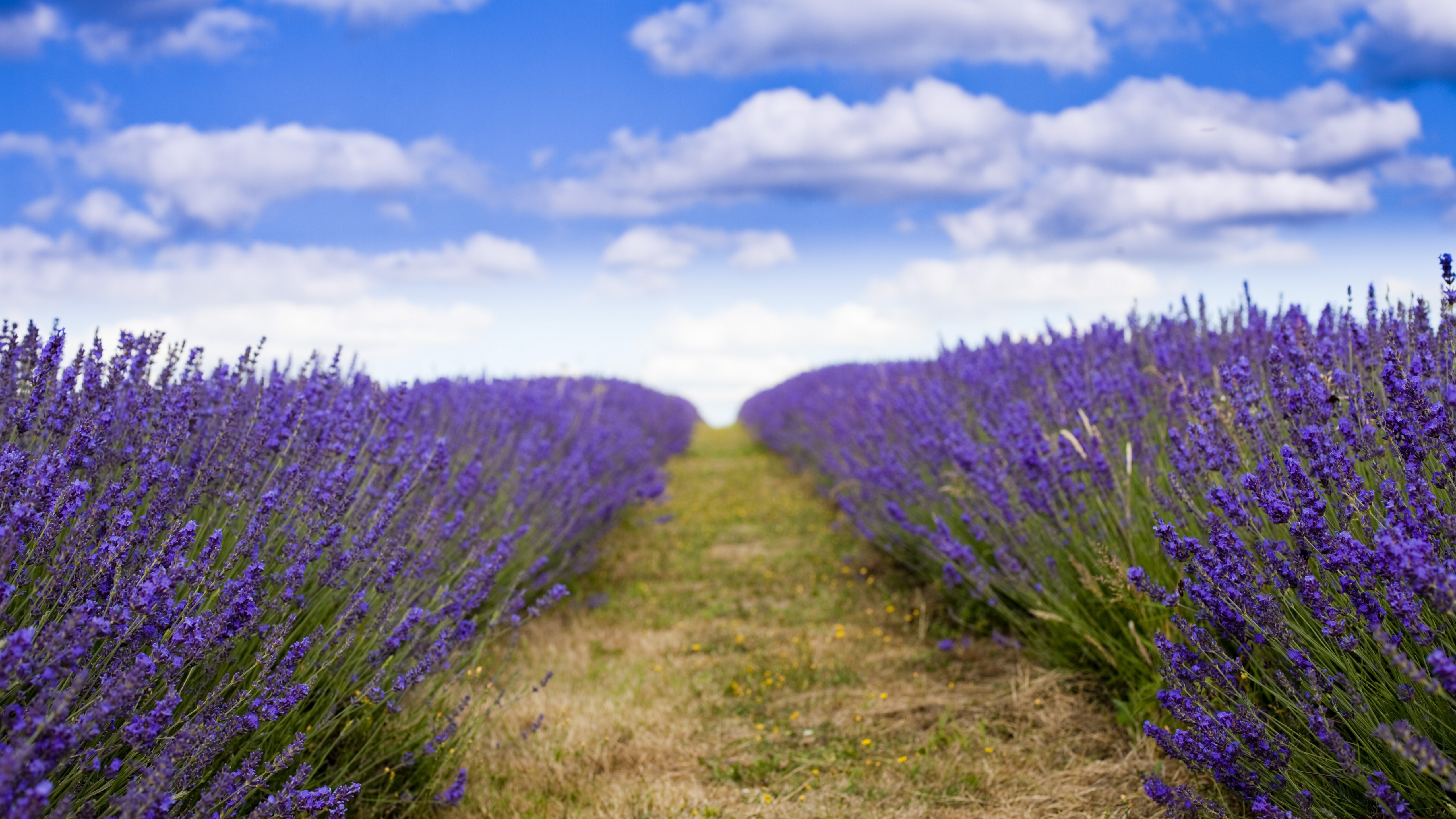 Lavender 4K Amazing Field Wallpapers