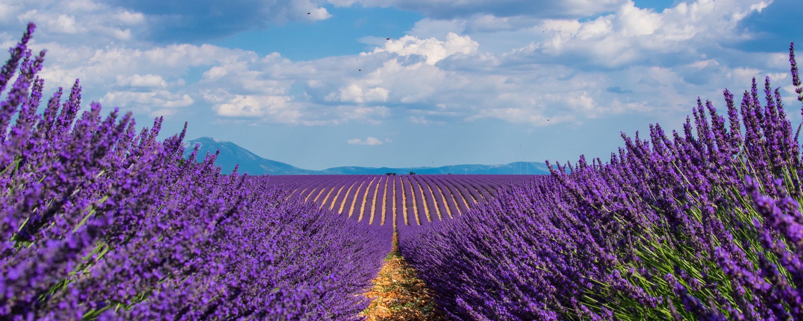 Lavender 4K Amazing Field Wallpapers