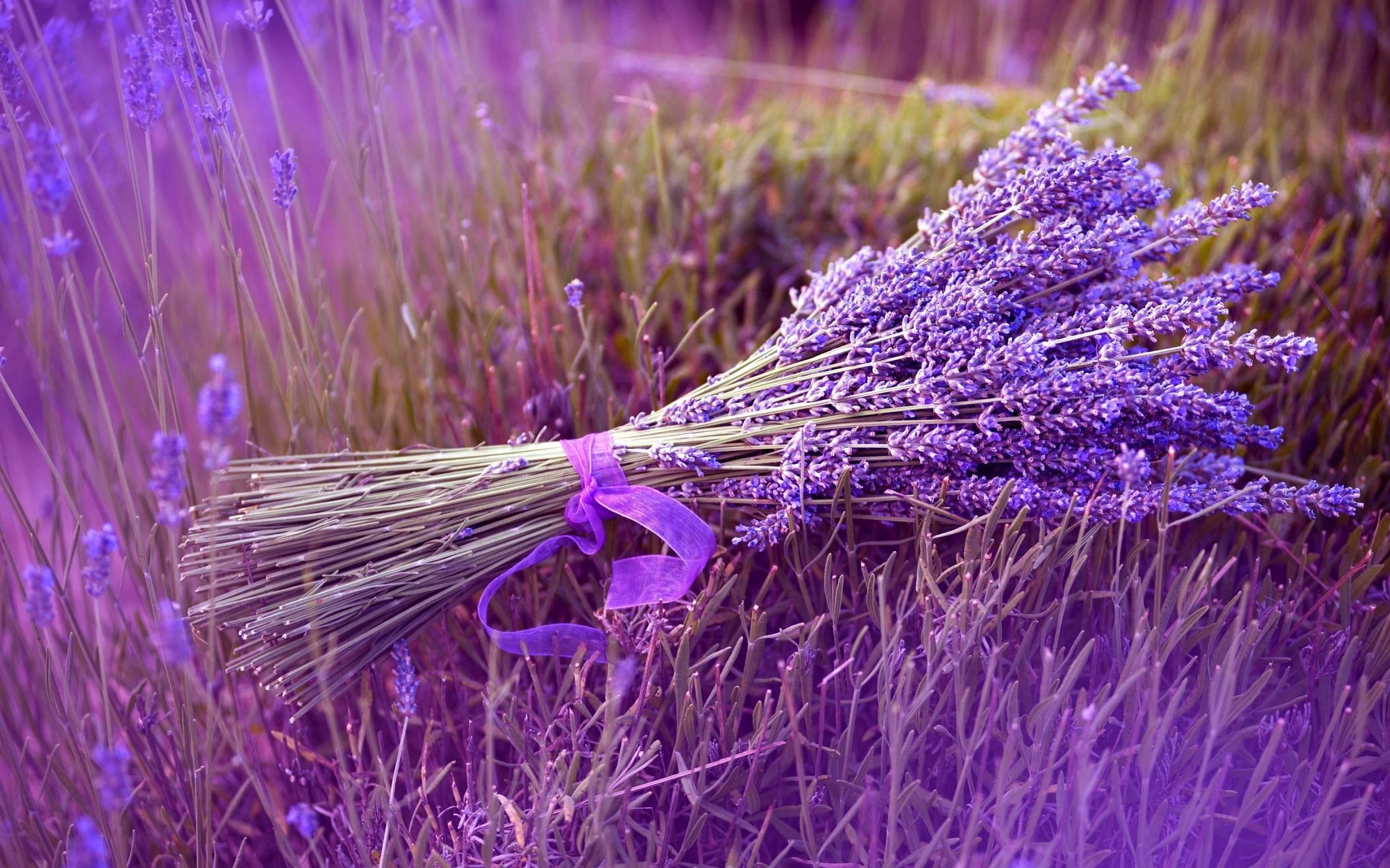 Lavender 4K Amazing Field Wallpapers