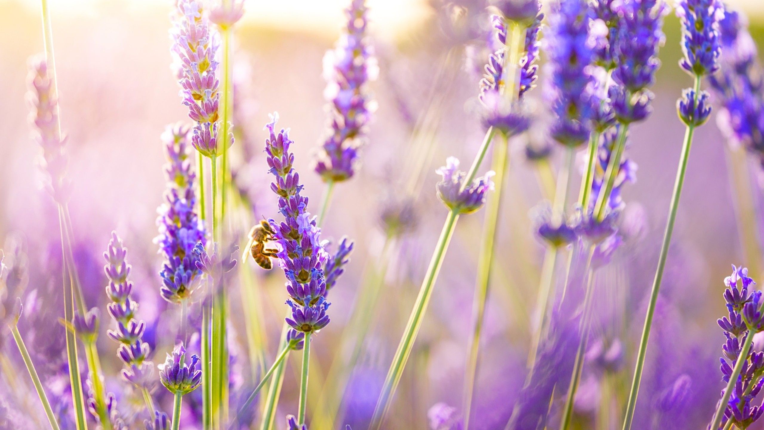 Lavender 4K Amazing Field Wallpapers