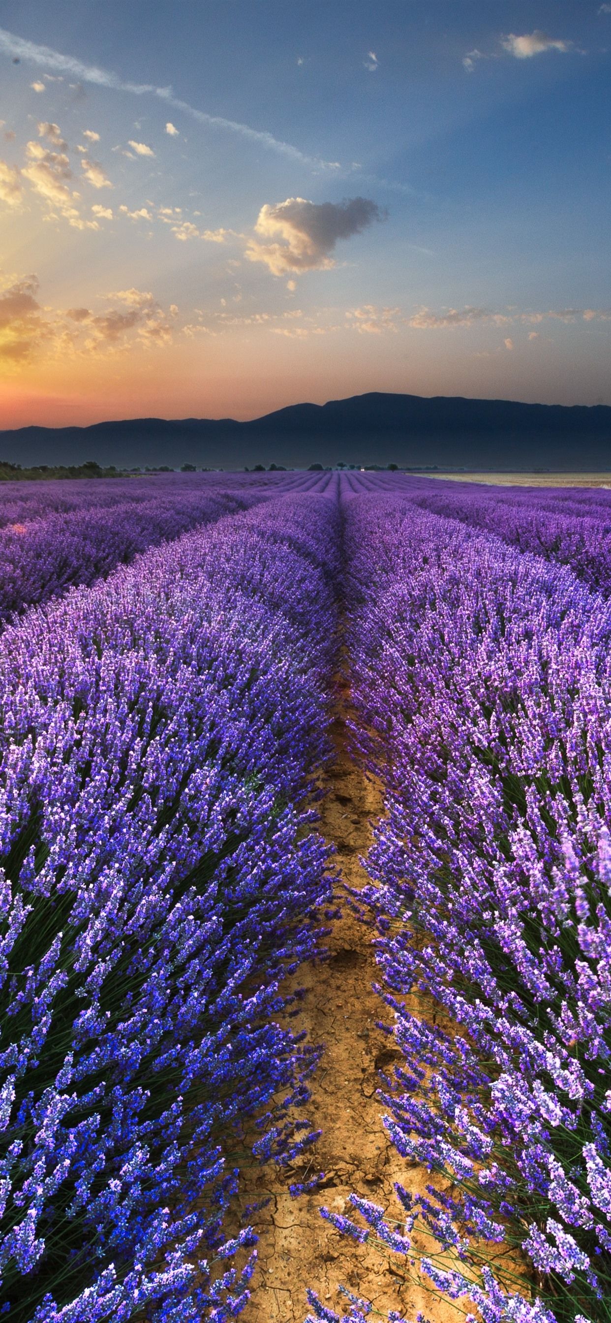 Lavender 4K Amazing Field Wallpapers