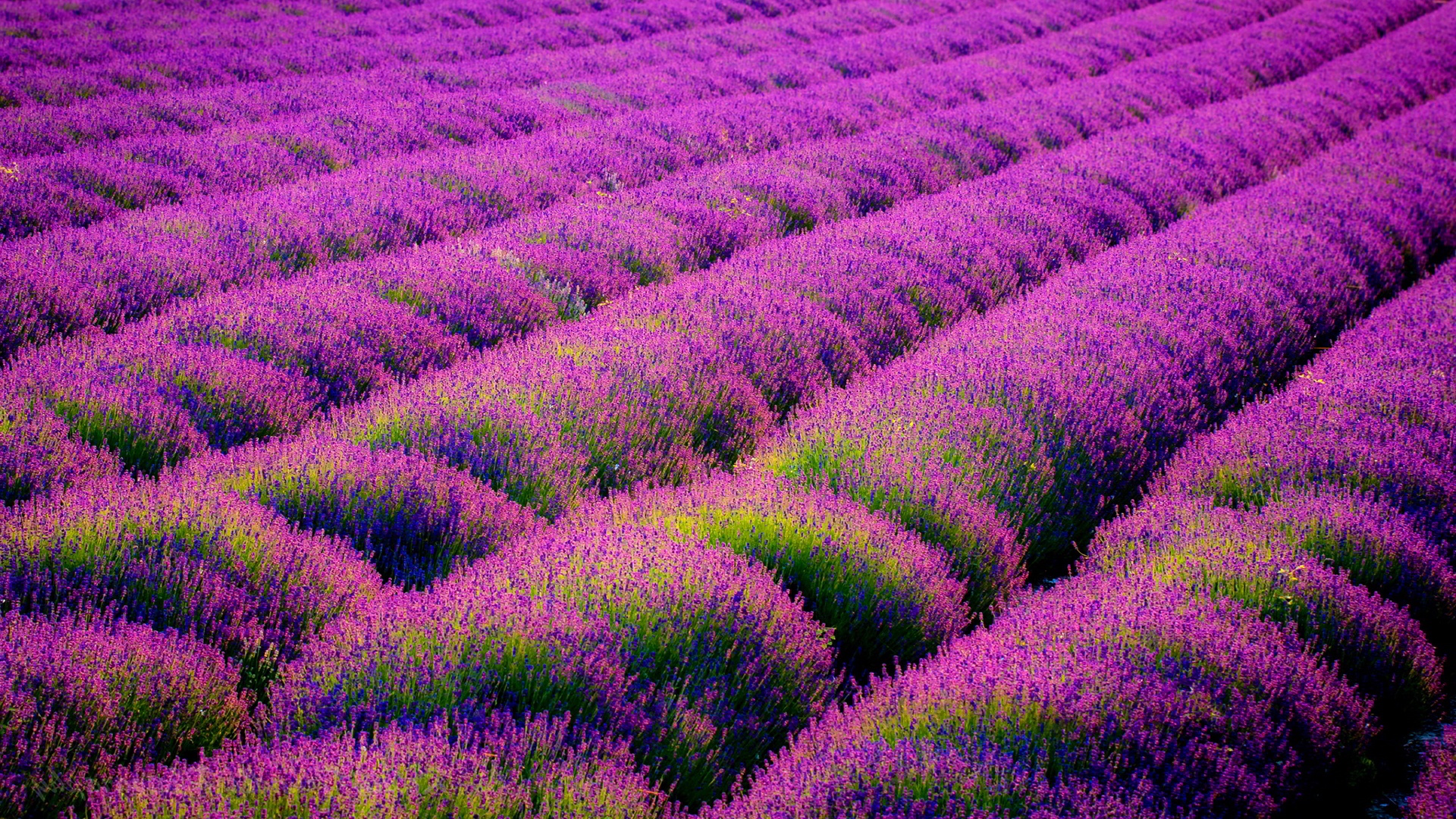 Lavender 4K Amazing Field Wallpapers