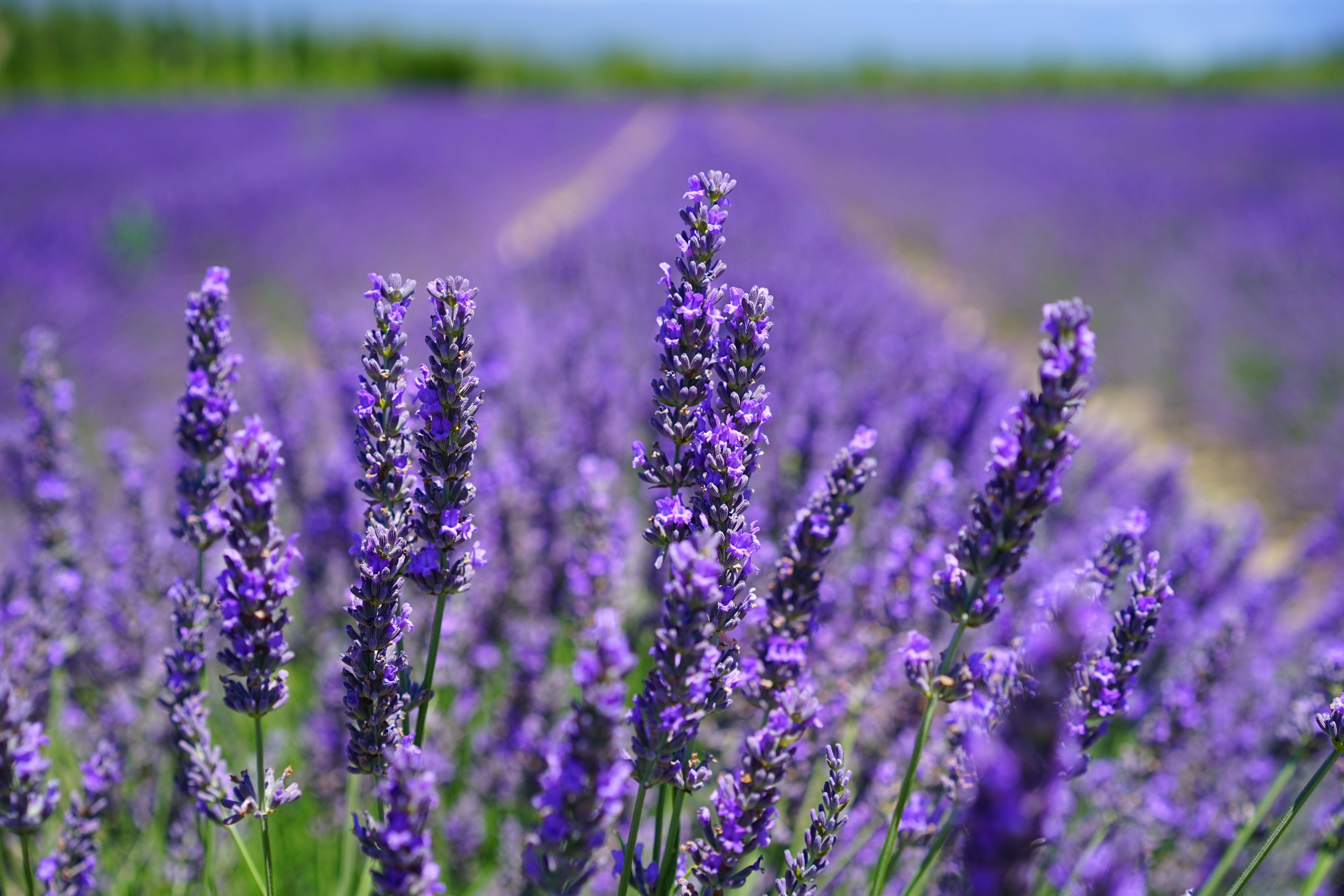 Lavender Desktop Wallpapers