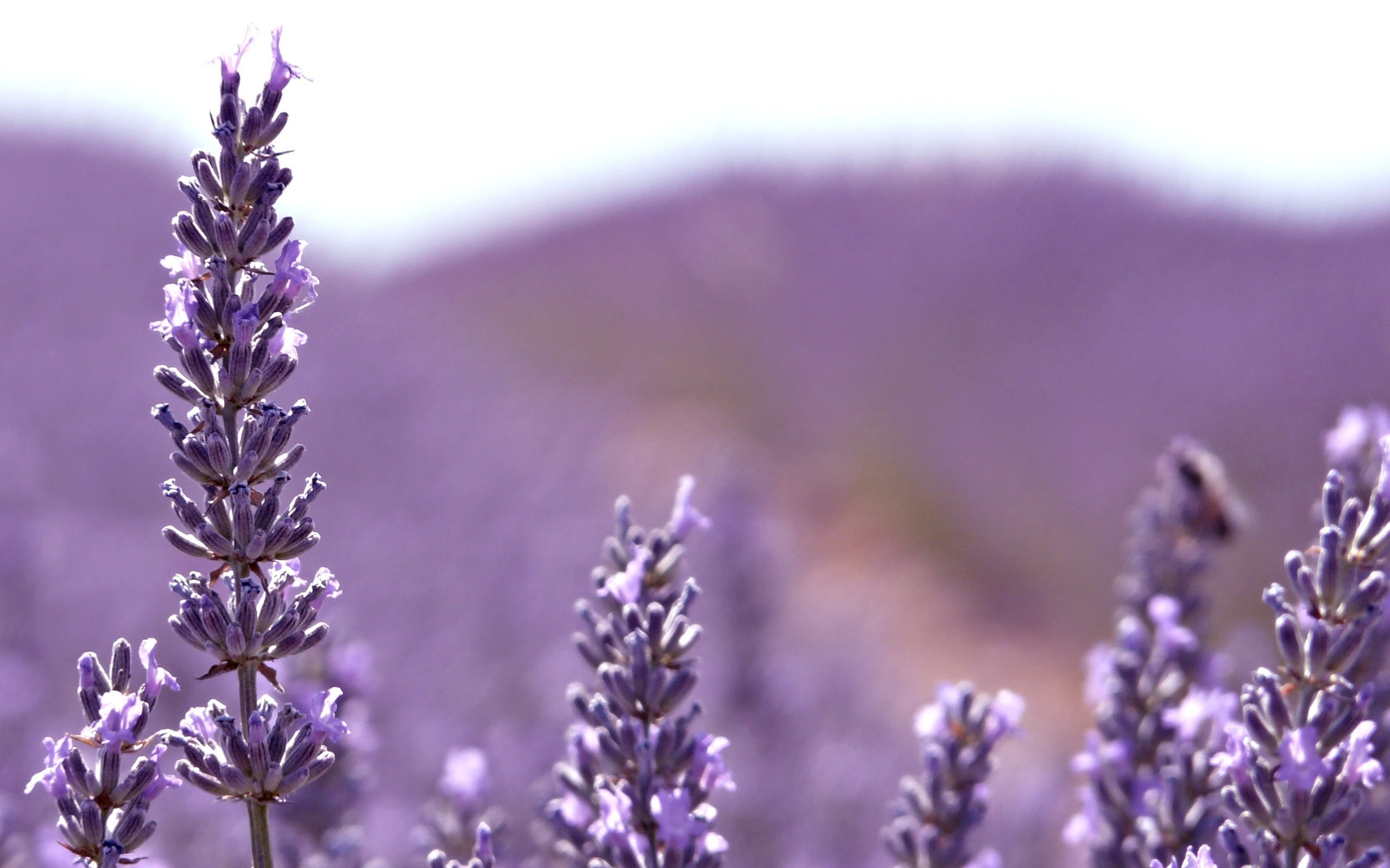 Lavender Desktop Wallpapers