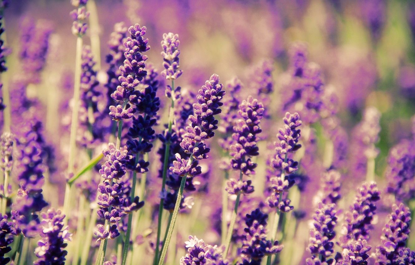 Lavender Desktop Wallpapers