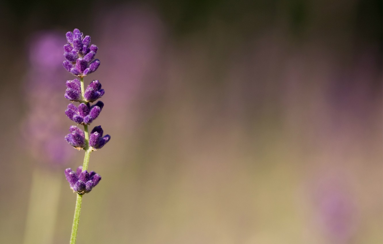 Lavender Desktop Wallpapers