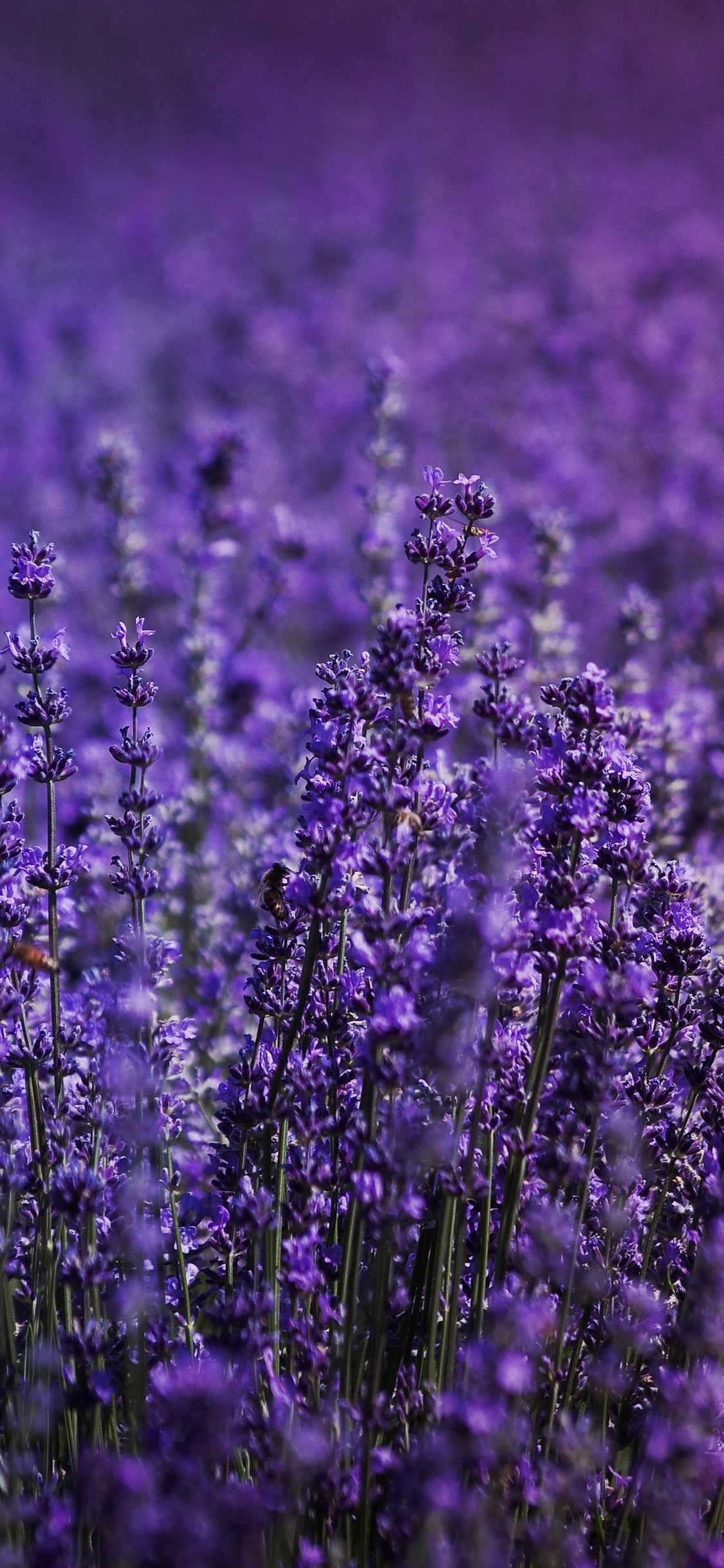 Lavender Desktop Wallpapers