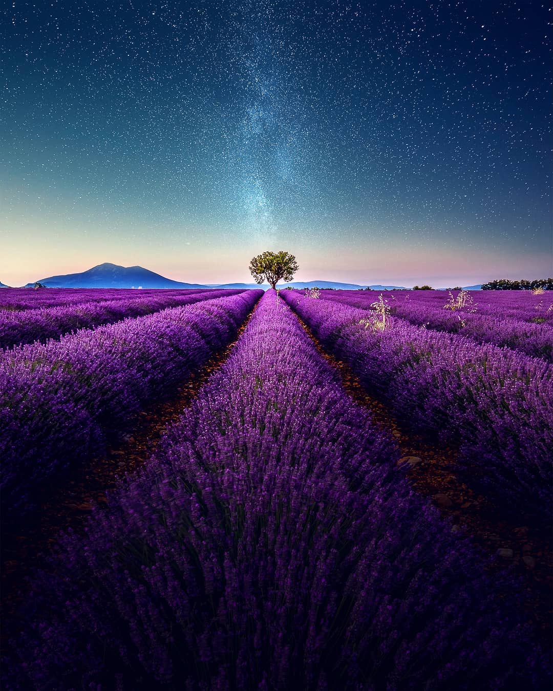 Lavender Field At Night Wallpapers