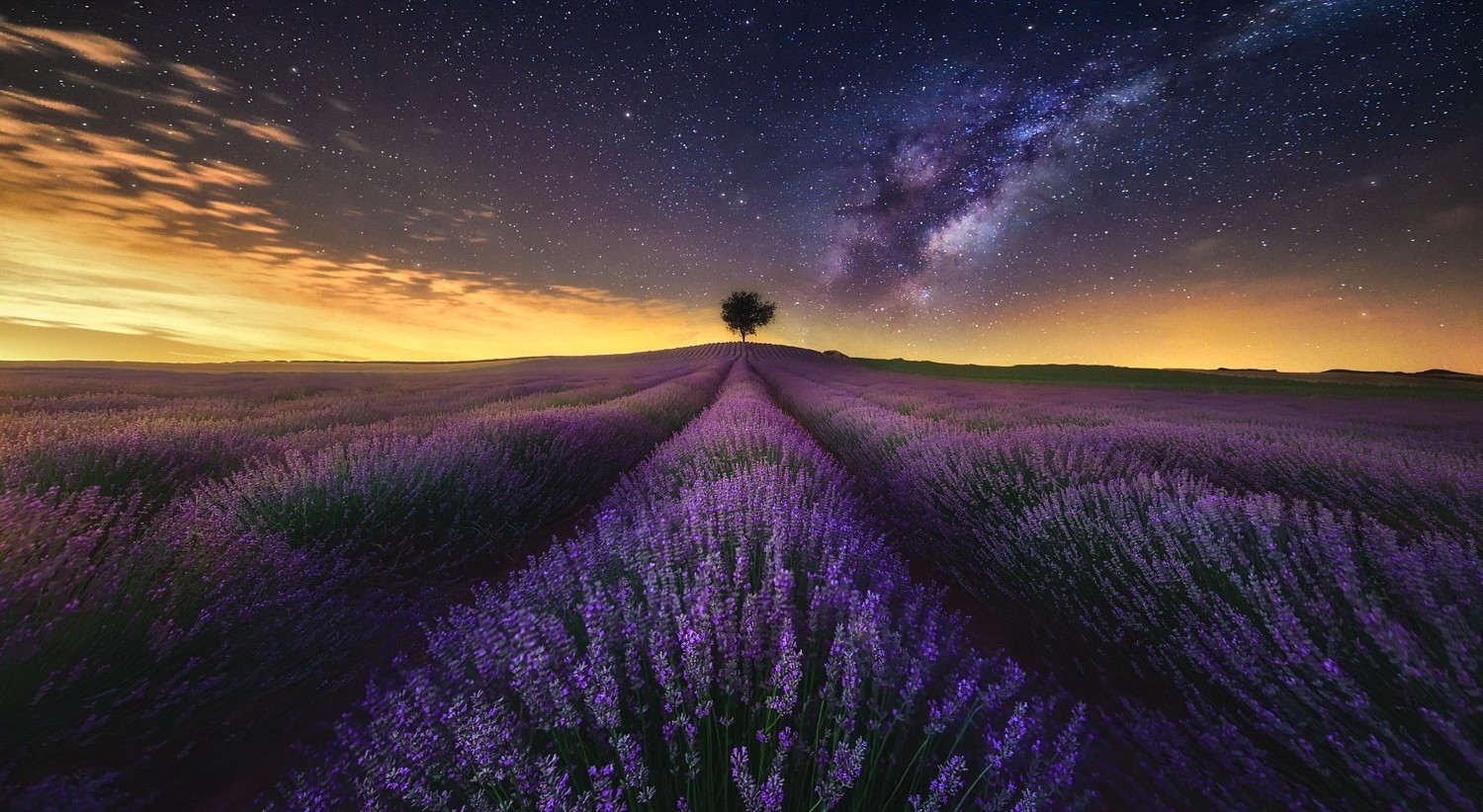 Lavender Field At Night Wallpapers