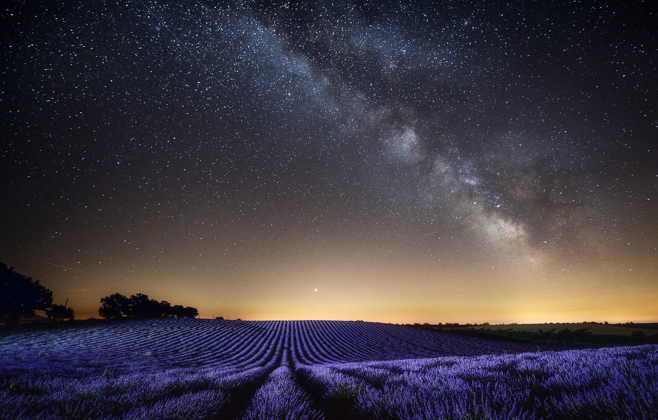 Lavender Field At Night Wallpapers