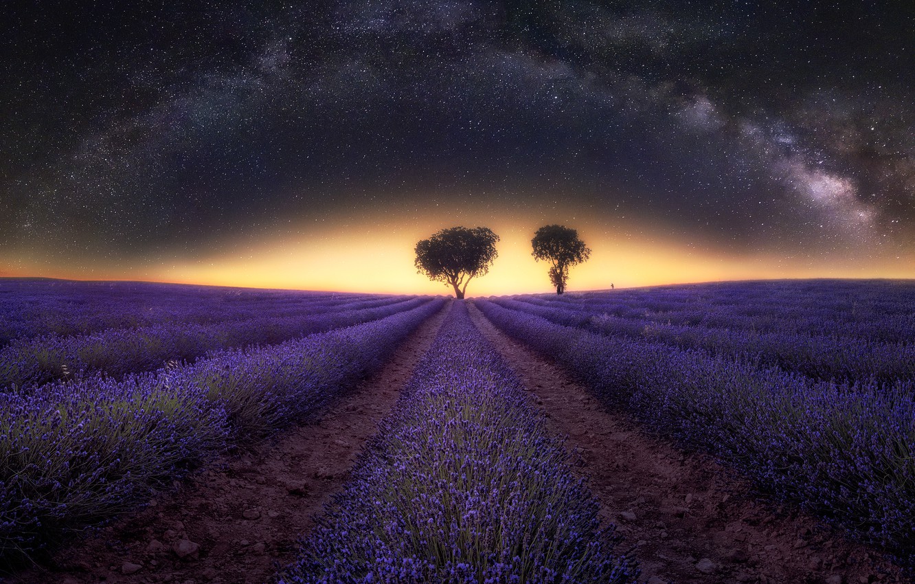 Lavender Field At Night Wallpapers