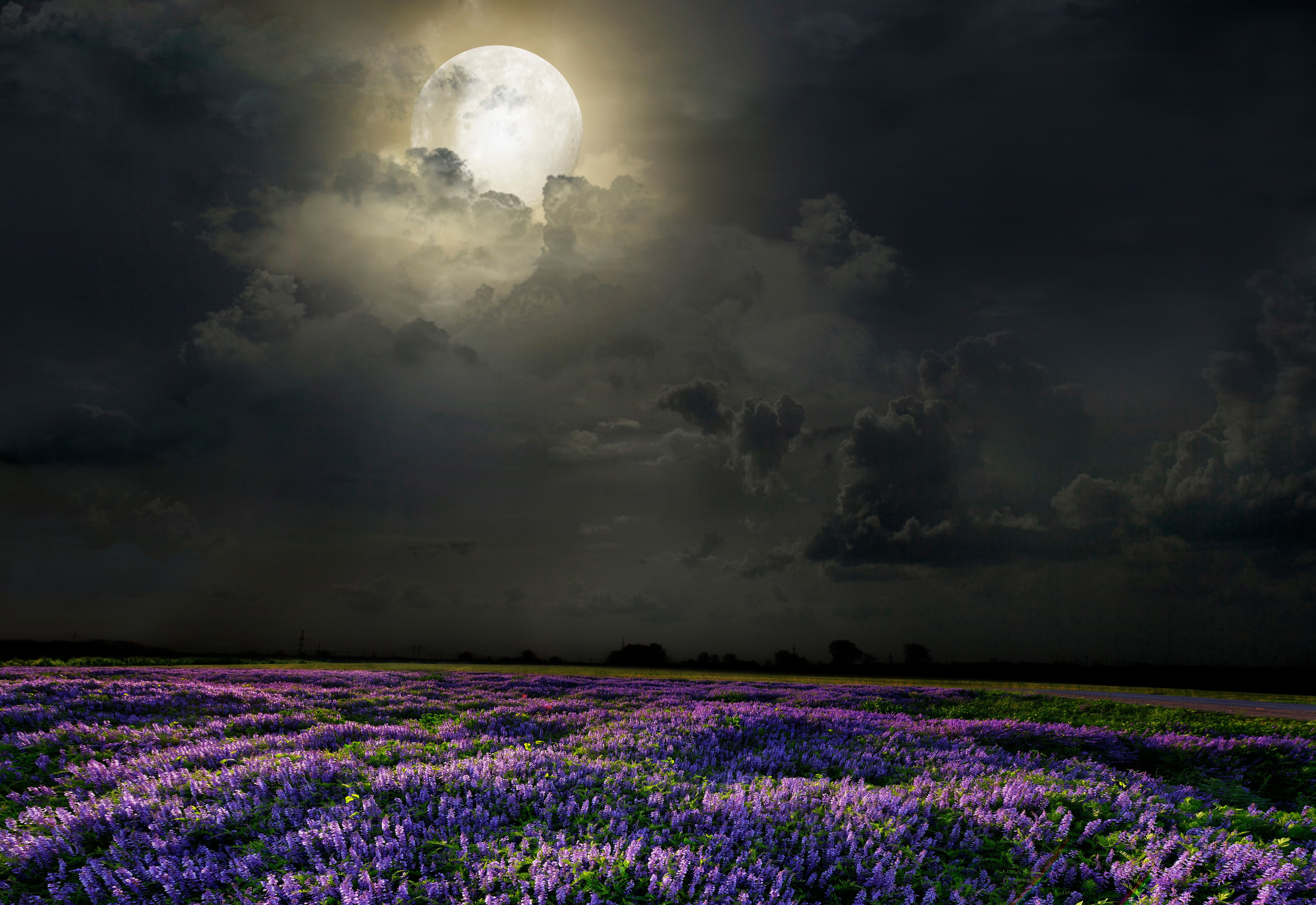 Lavender Field At Night Wallpapers