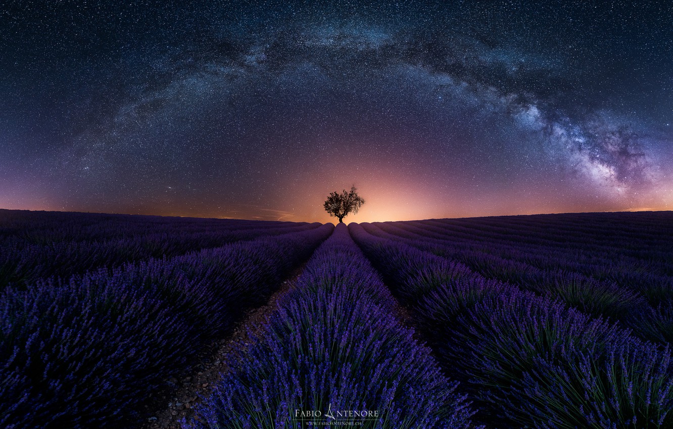 Lavender Field At Night Wallpapers