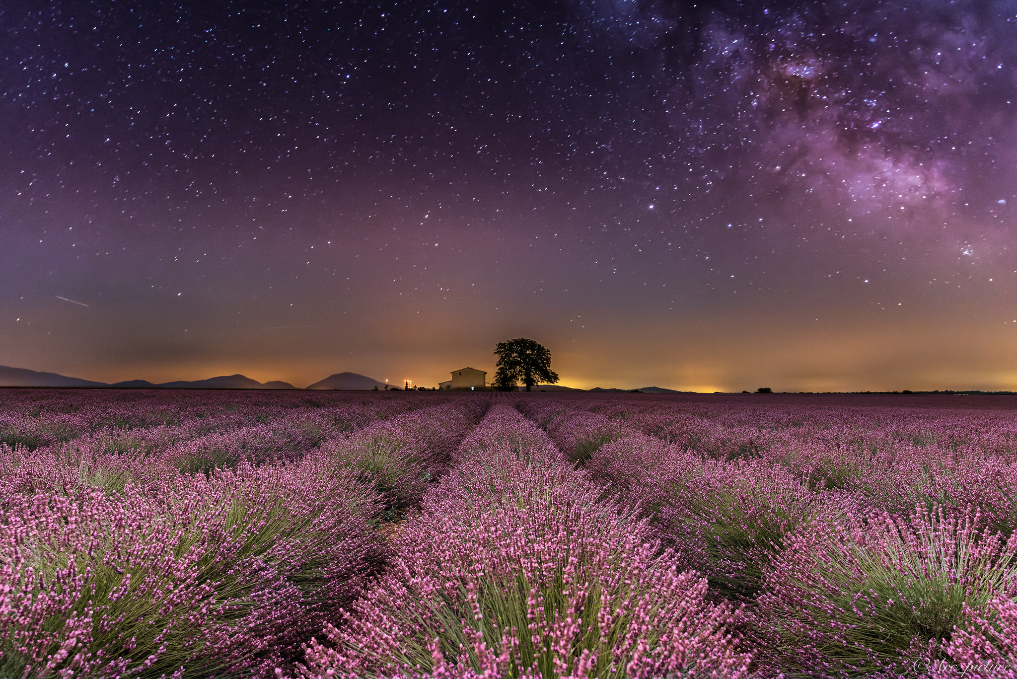 Lavender Field At Night Wallpapers