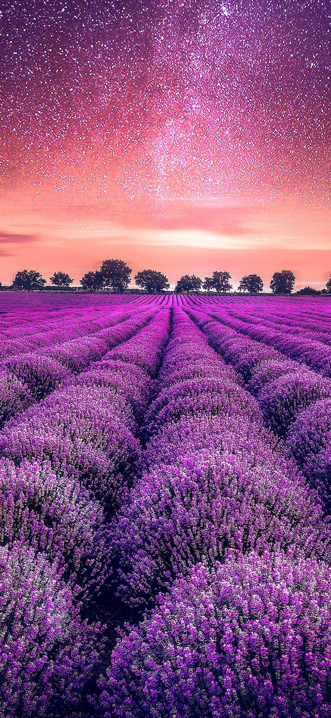 Lavender Field At Night Wallpapers