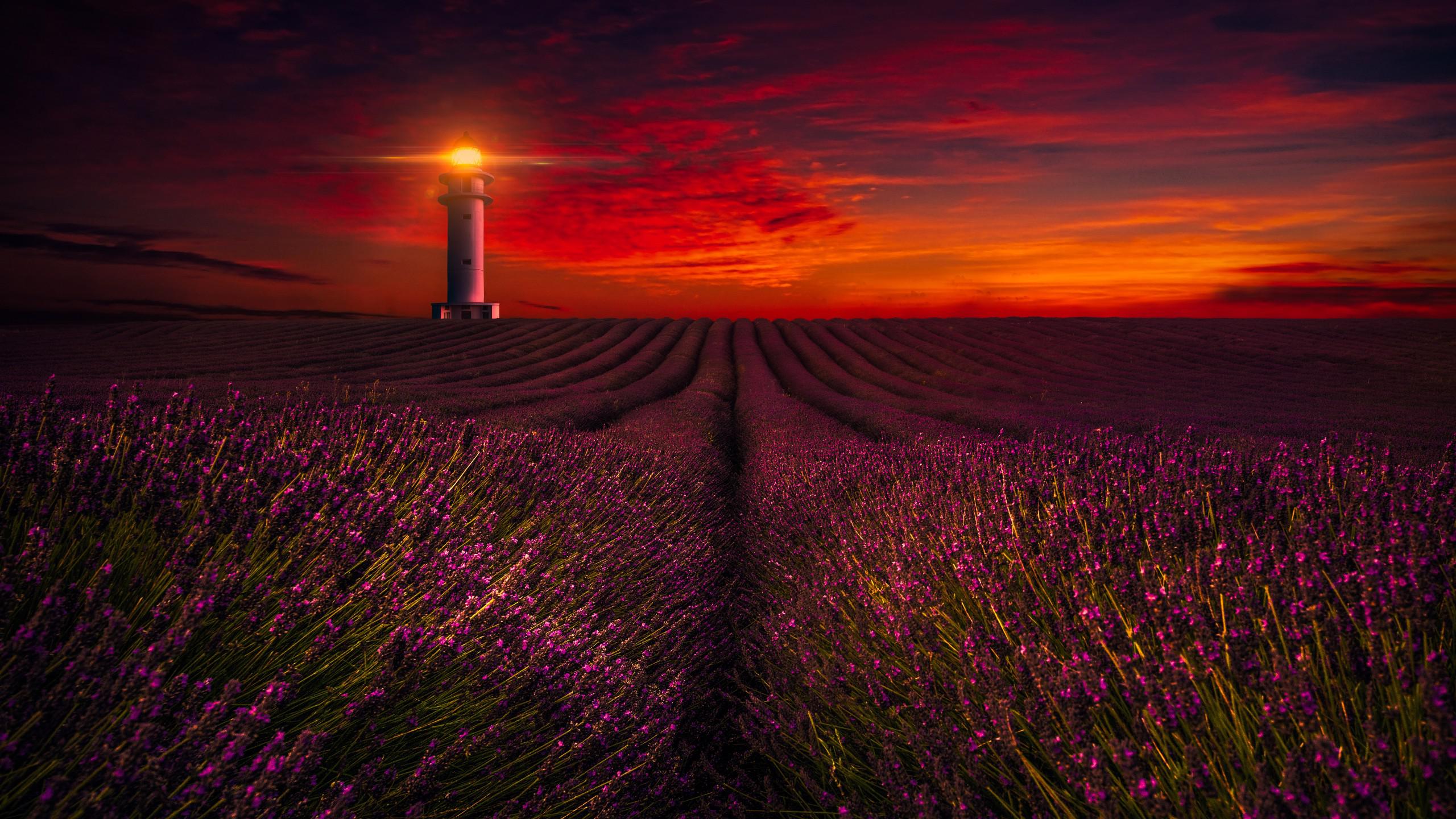 Lavender Field At Night Wallpapers